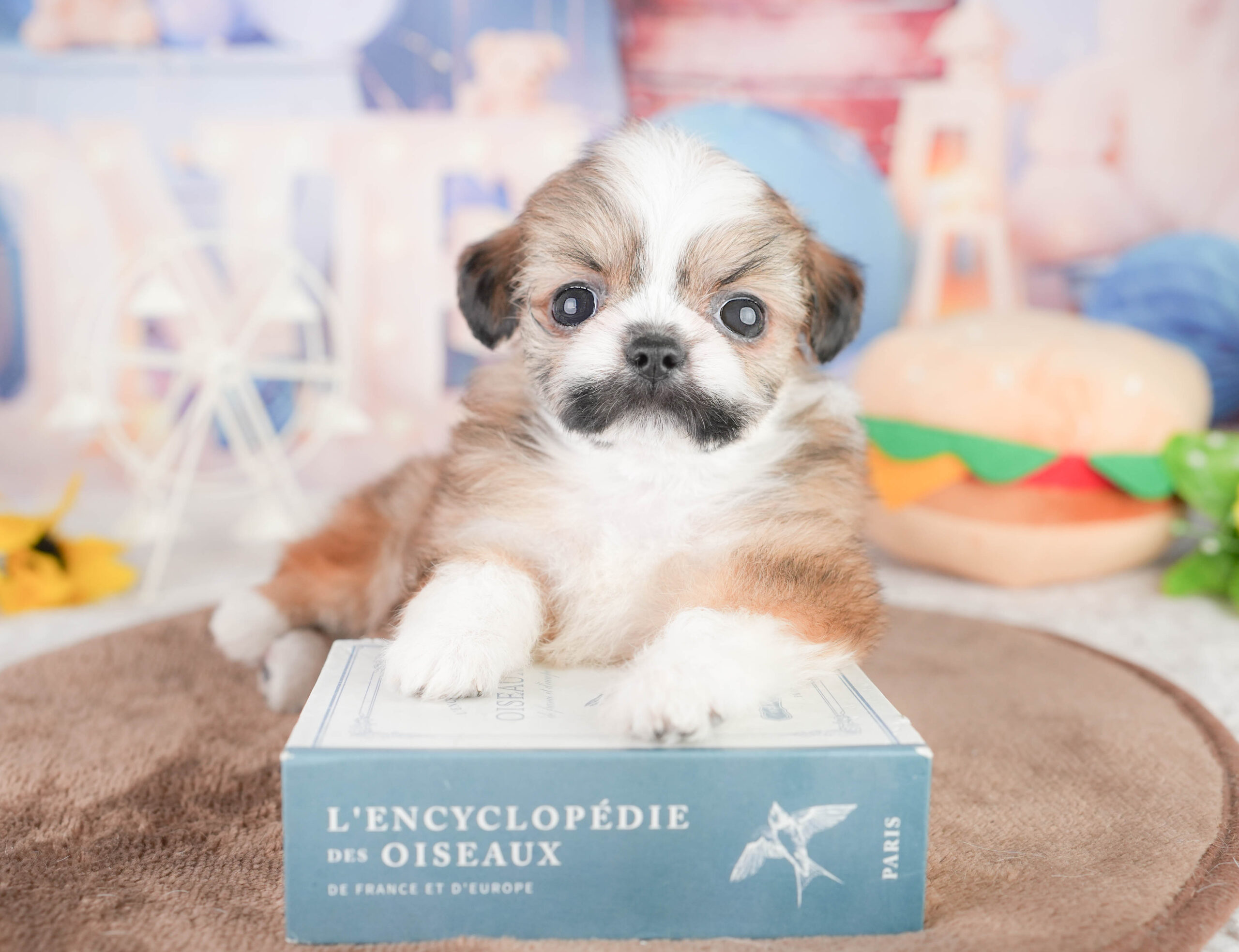 チーズー | 女の子 | フォーン＆ホワイト | 2026年1月14日