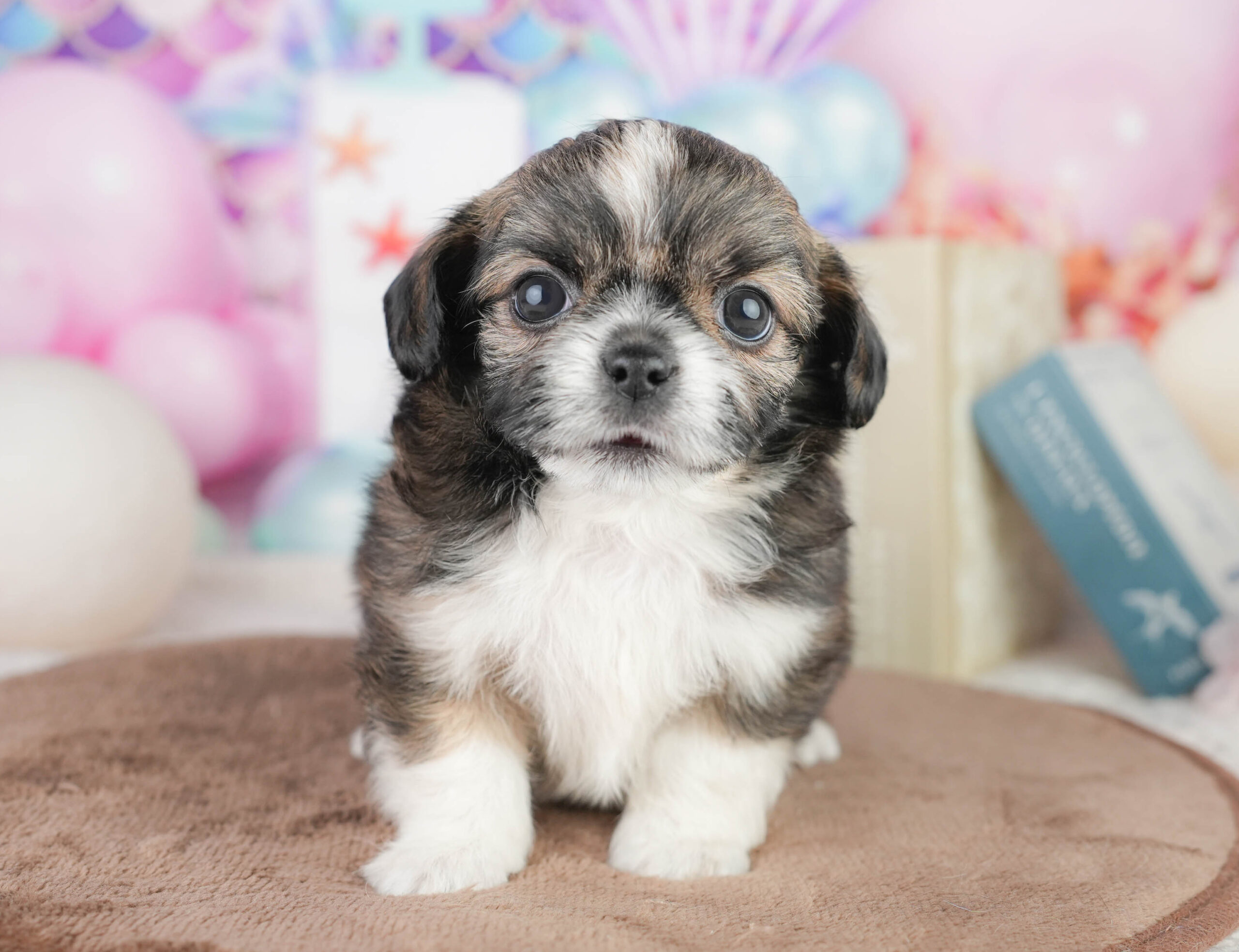 チーズー | 男の子 | フォーン＆ホワイト | 2026年1月14日