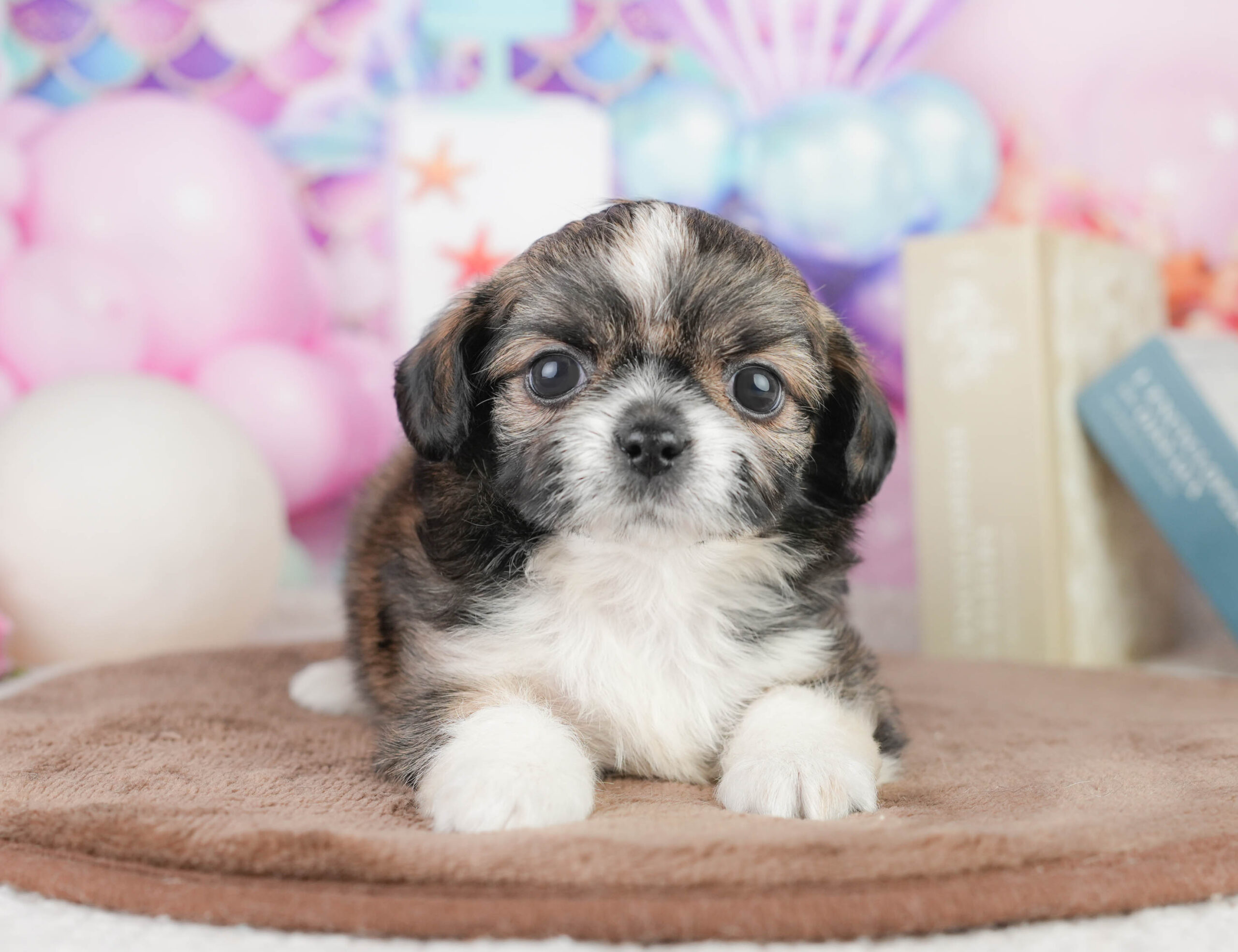 チーズー | 男の子 | フォーン&ホワイト | 2026年1月14日