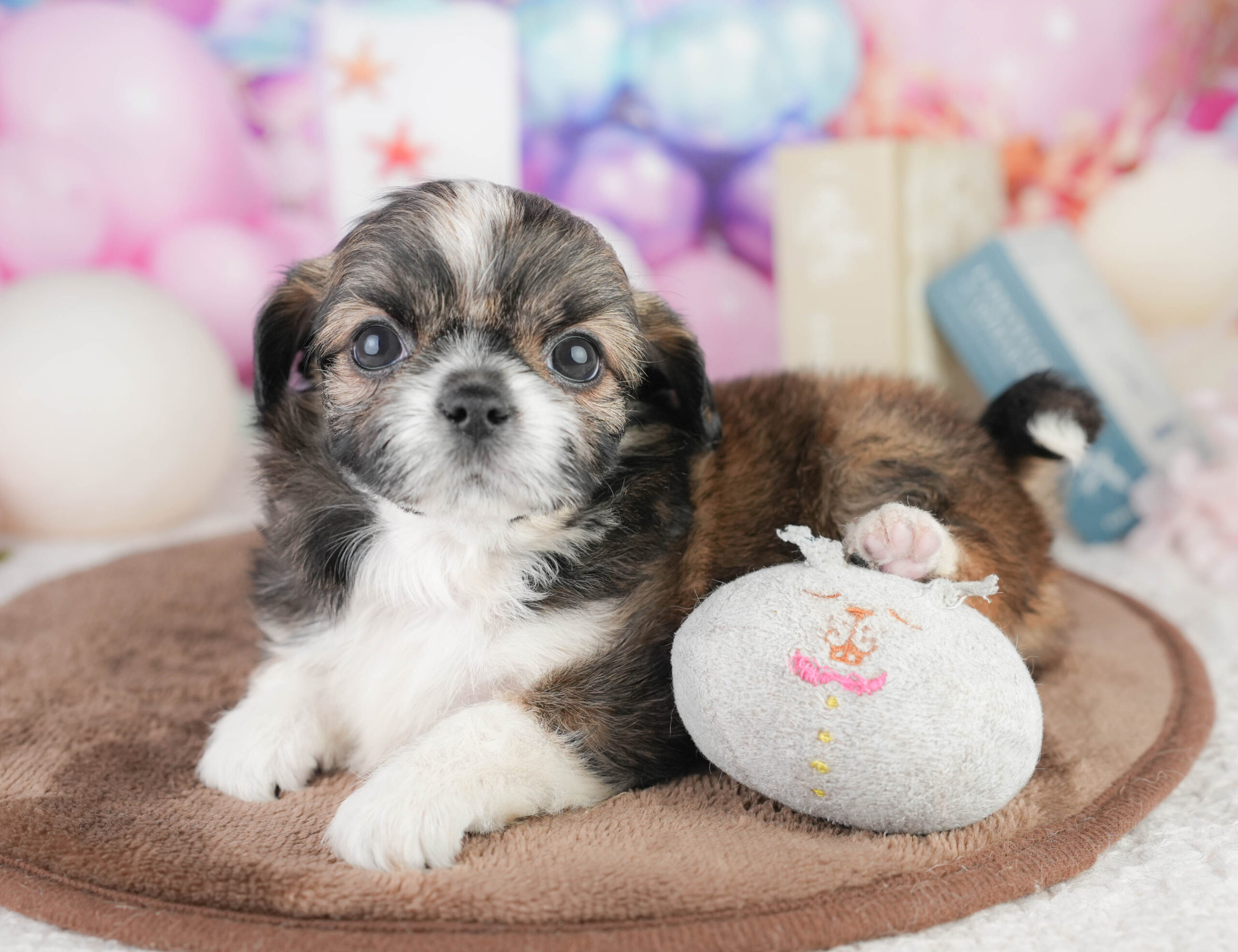 チーズー | 男の子 | フォーン&ホワイト | 2026年1月14日