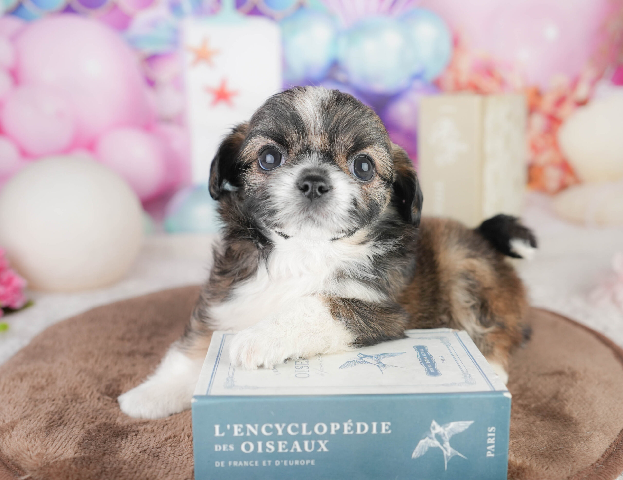 チーズー | 男の子 | フォーン&ホワイト | 2026年1月14日