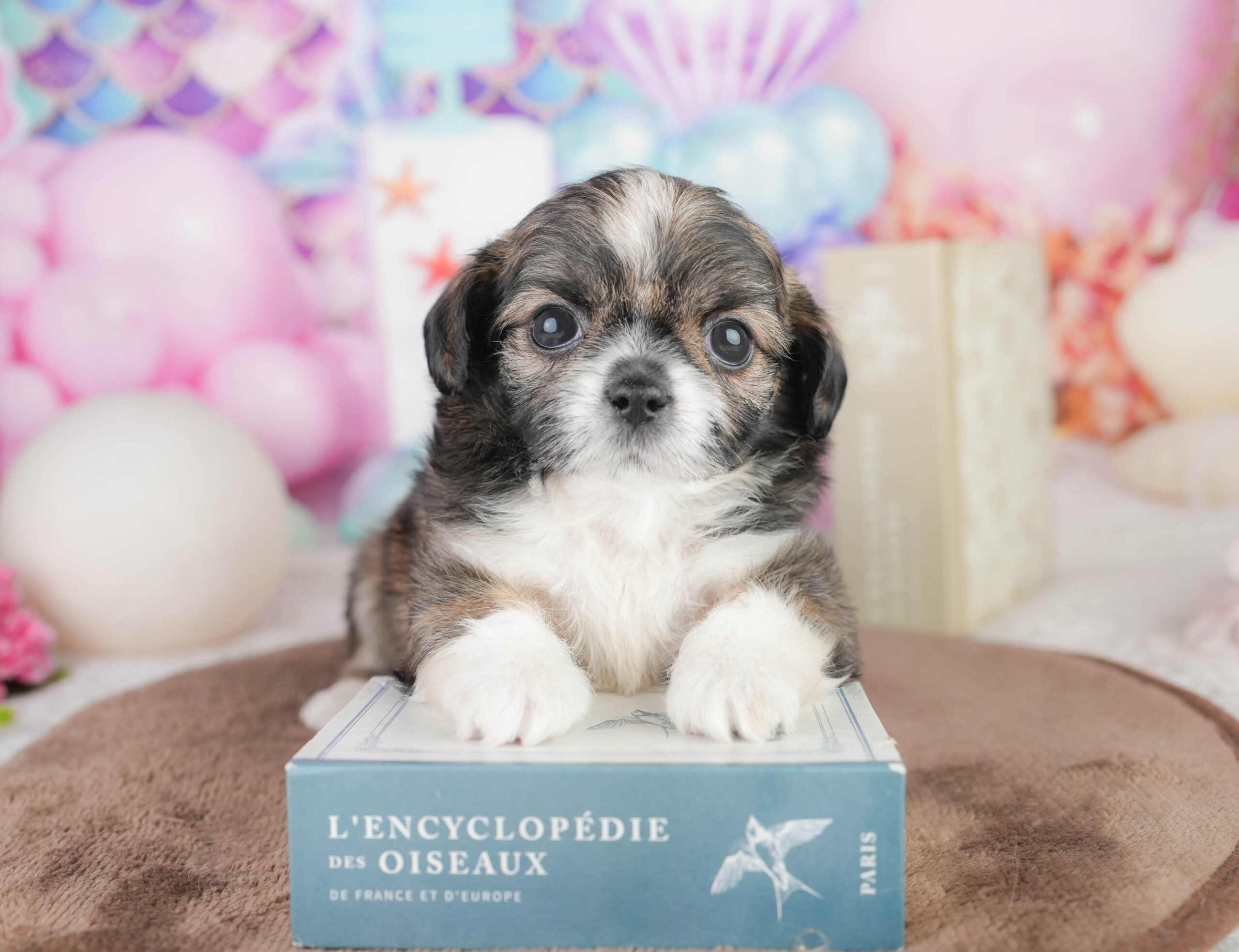 チーズー | 男の子 | フォーン&ホワイト | 2026年1月14日