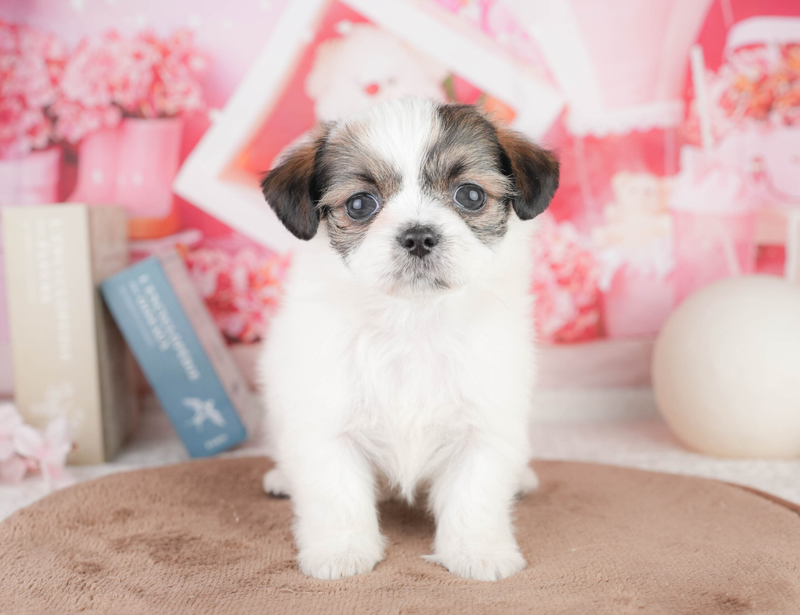 チーズー | 男の子 | ゴールド＆ホワイト | 2026年1月14日