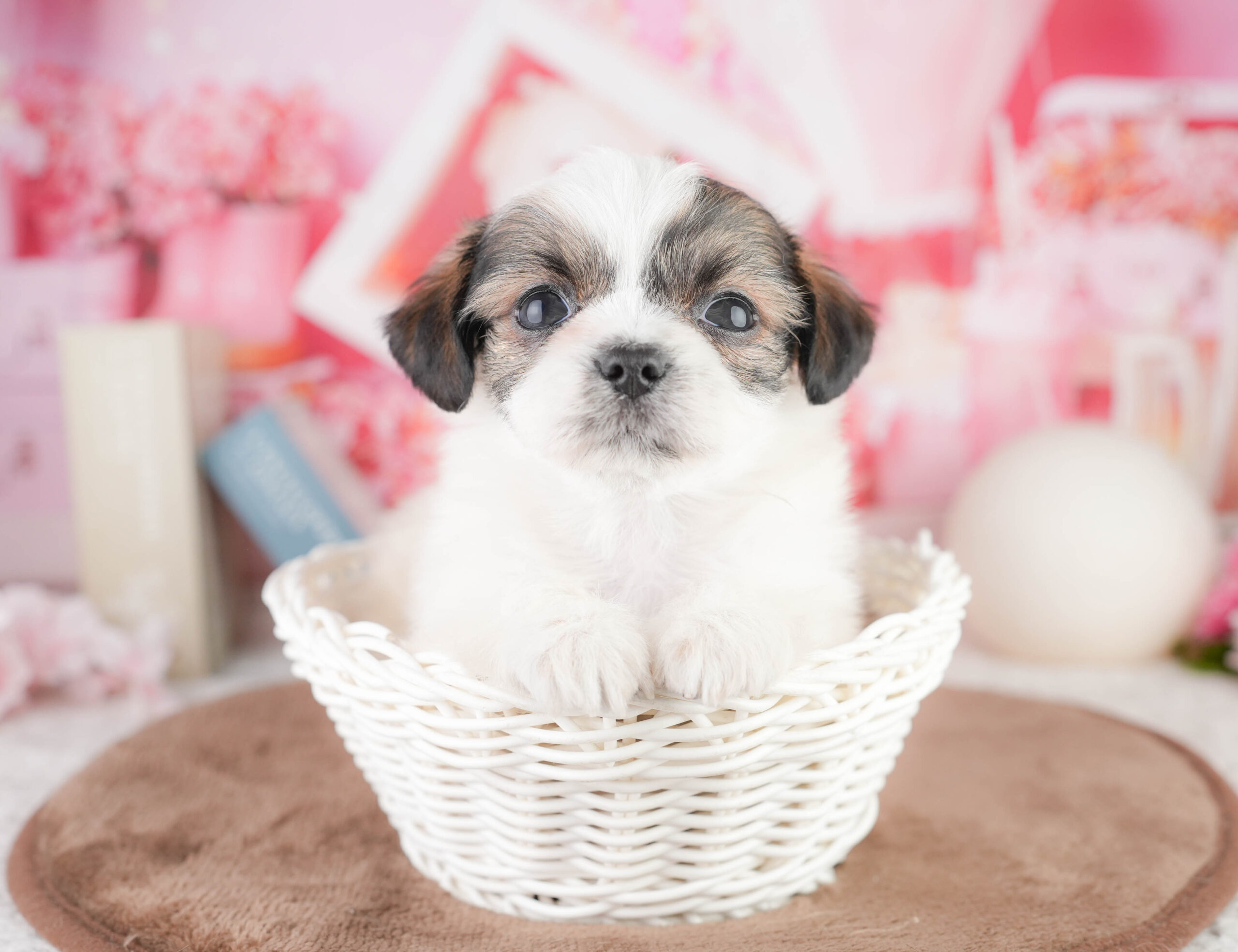 チーズー | 男の子 | ゴールド＆ホワイト | 2026年1月14日