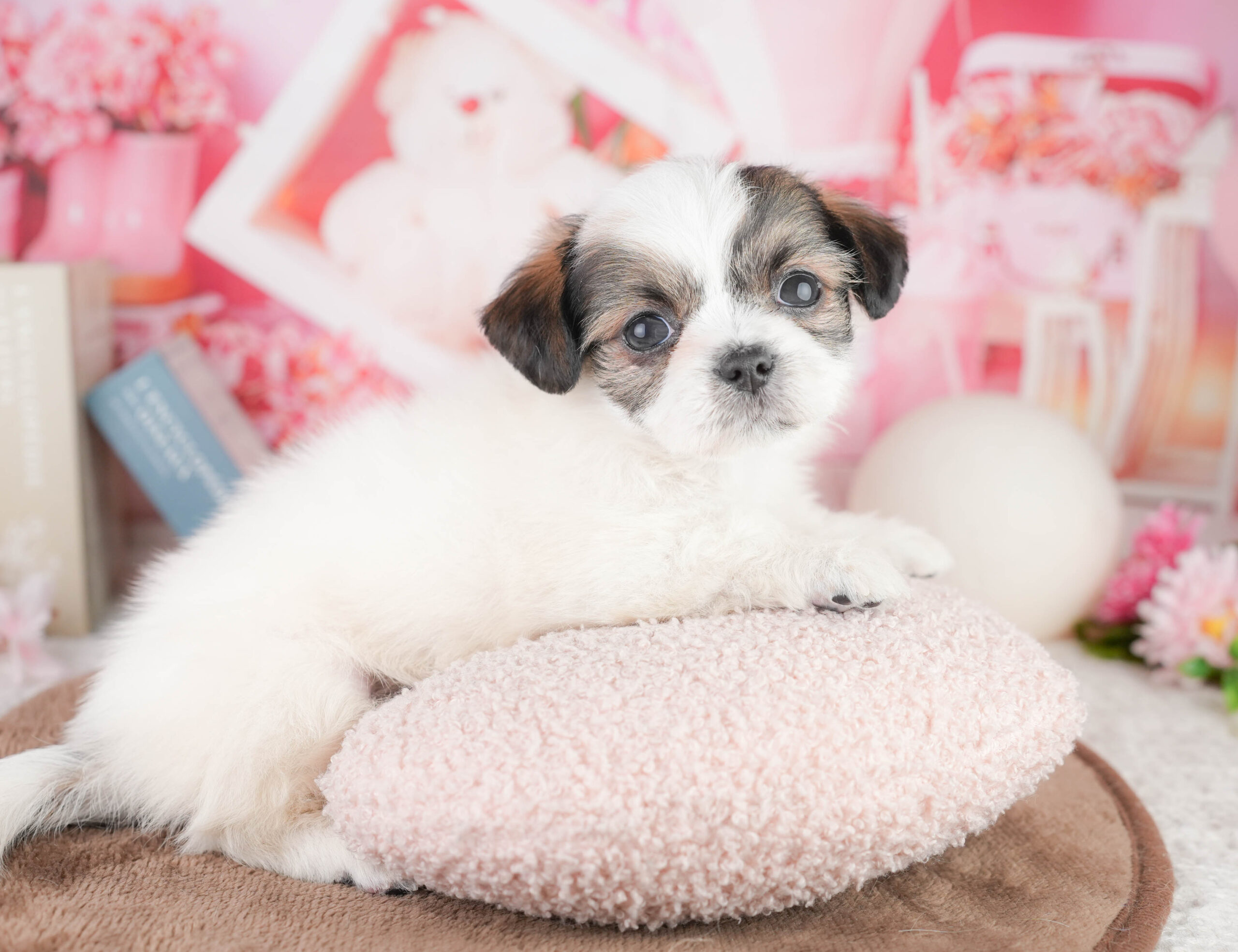 チーズー | 男の子 | ゴールド＆ホワイト | 2026年1月14日