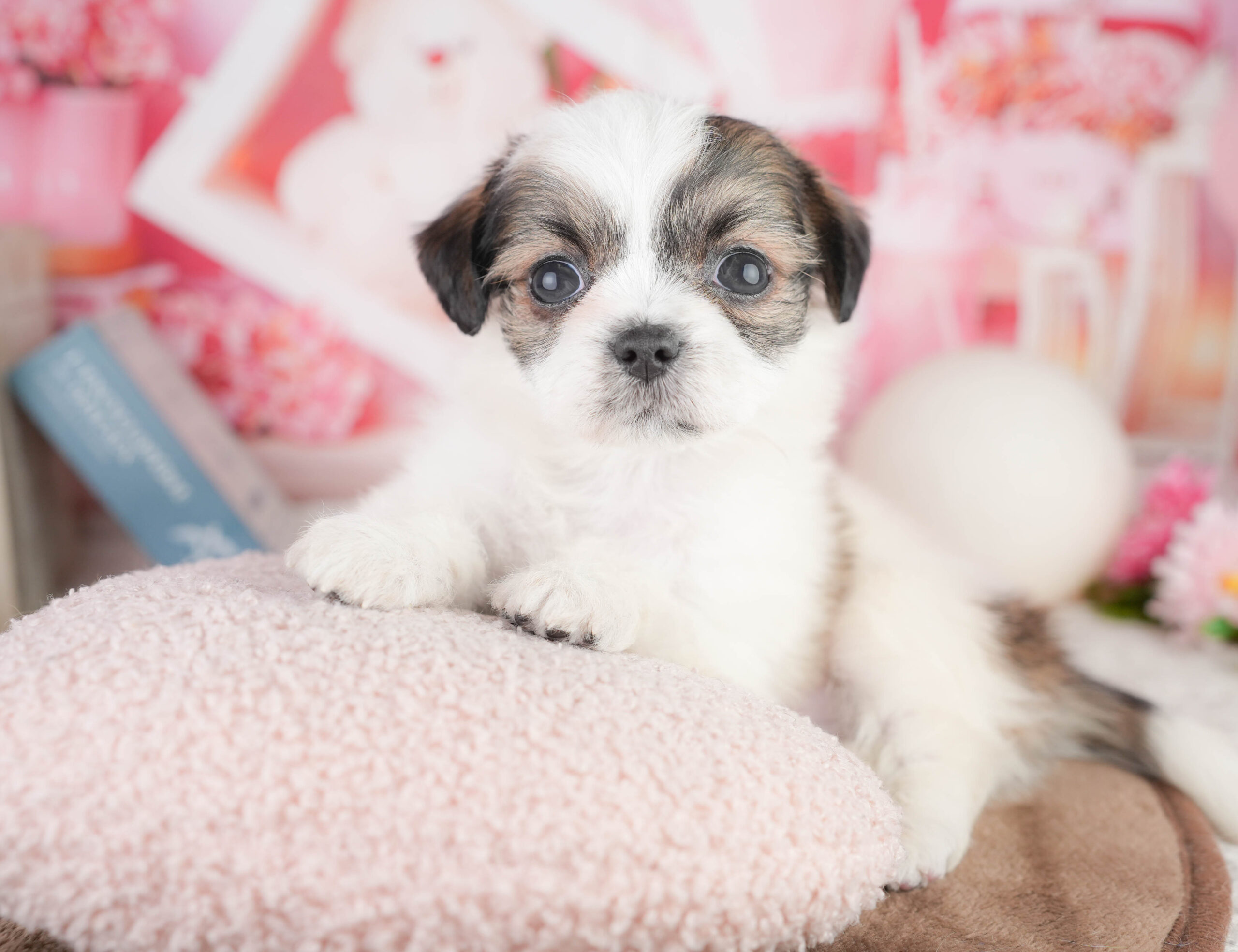 チーズー | 男の子 | ゴールド＆ホワイト | 2026年1月14日