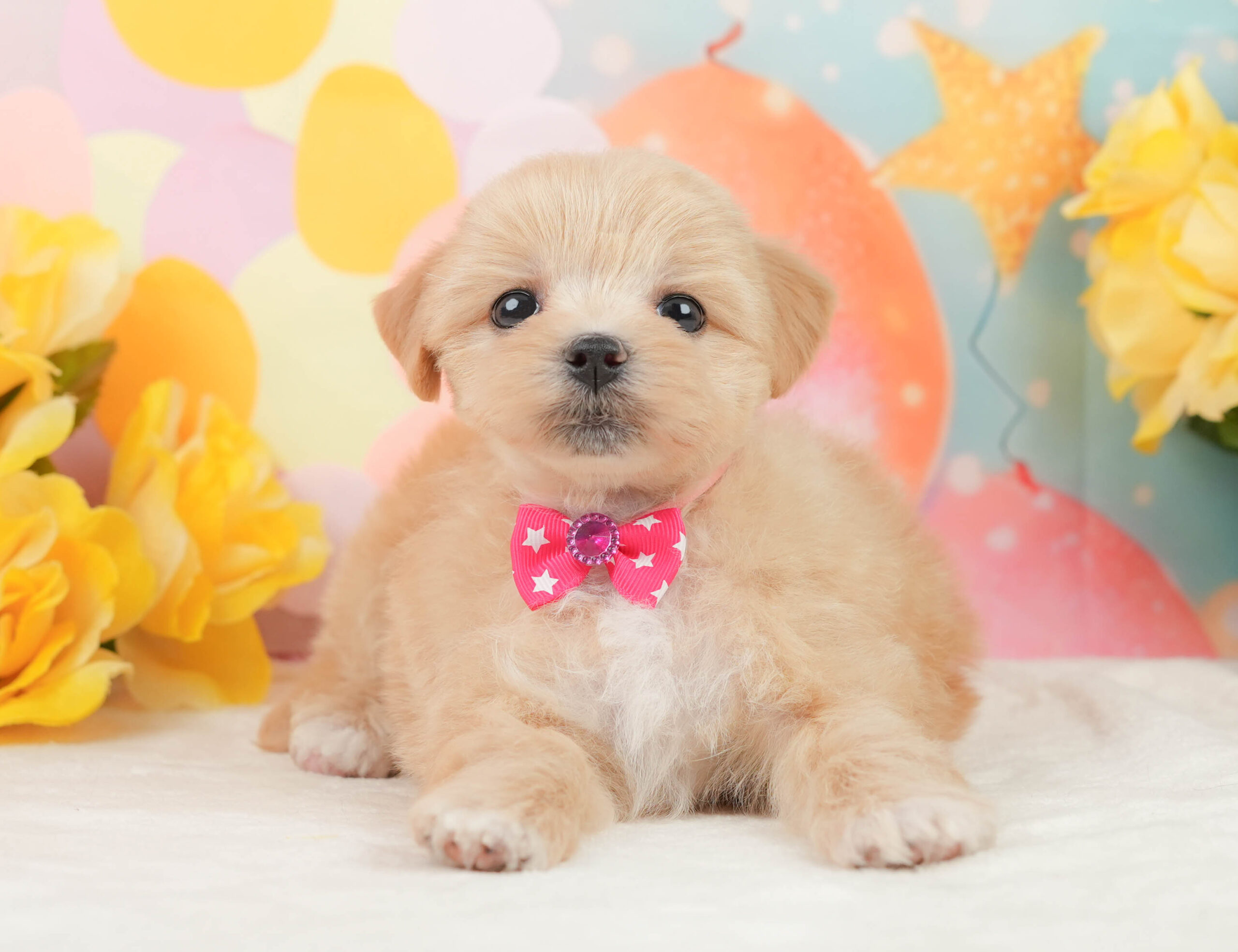 マルプー | 女の子 | アプリコット | 2026年1月15日