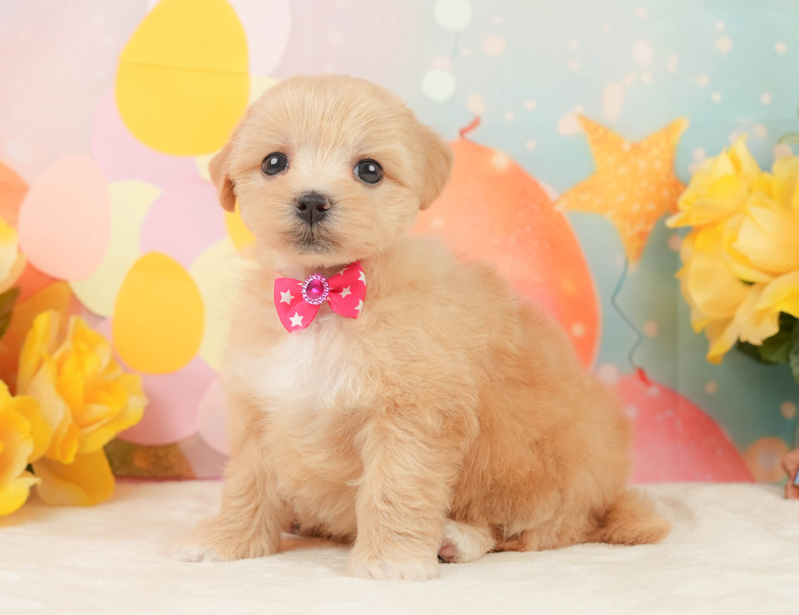 マルプー | 女の子 | アプリコット | 2026年1月15日