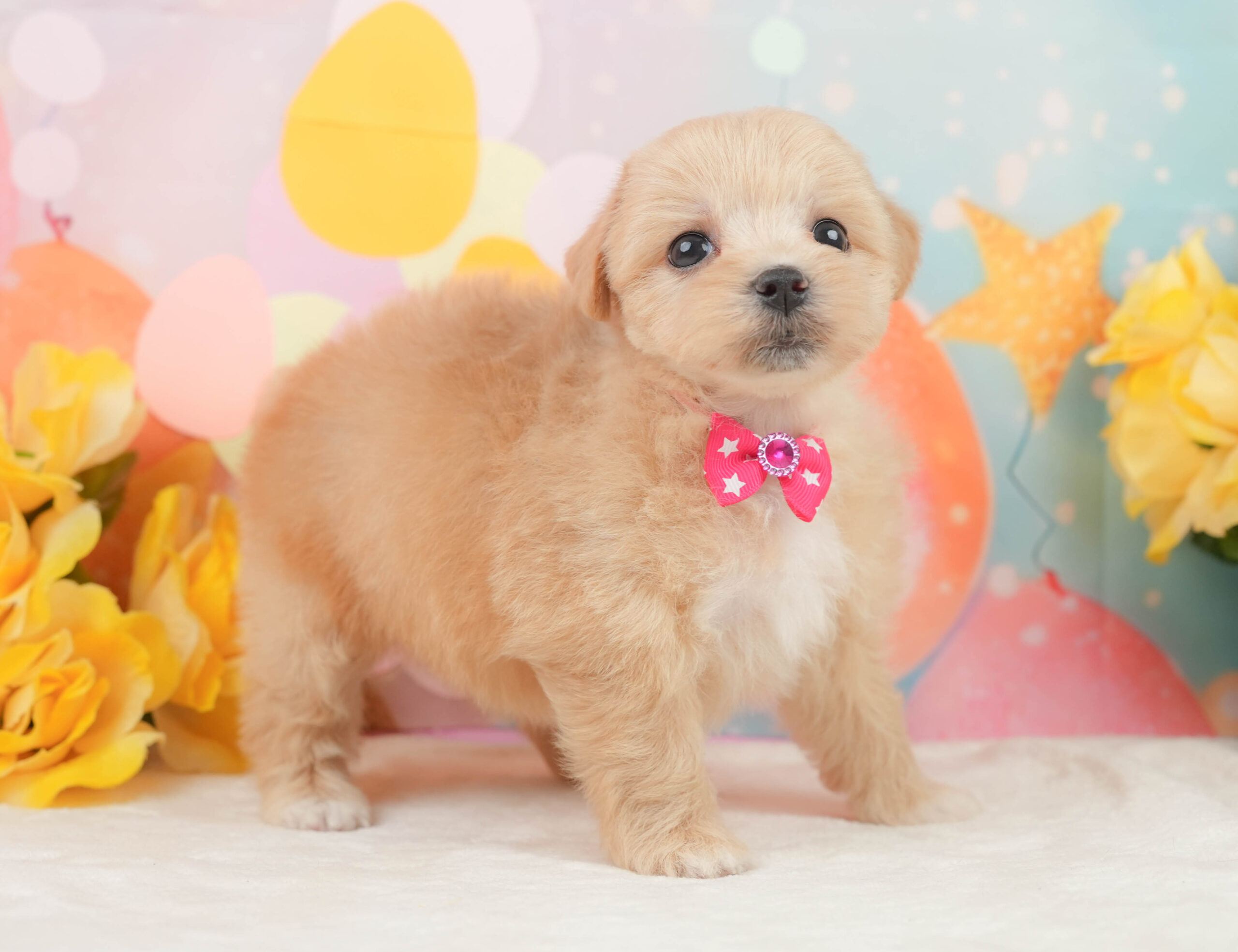 マルプー | 女の子 | アプリコット | 2026年1月15日