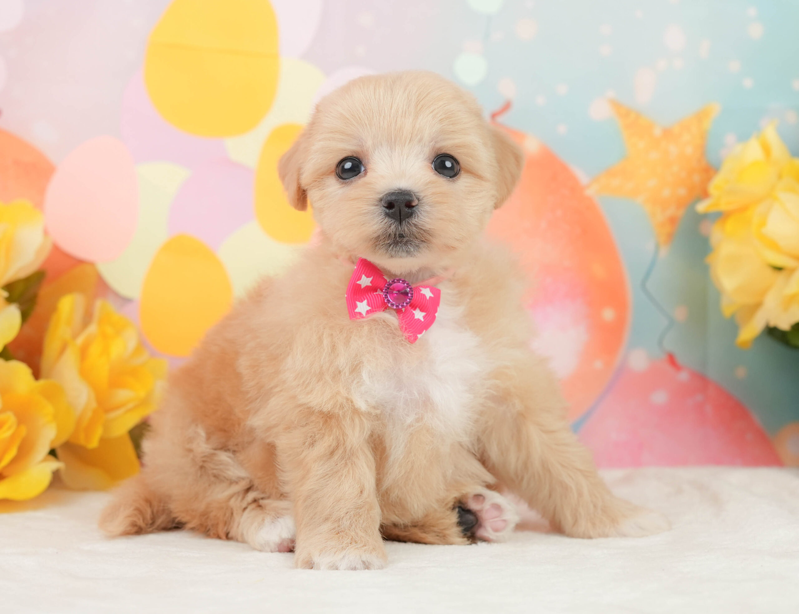 マルプー | 女の子 | アプリコット | 2026年1月15日