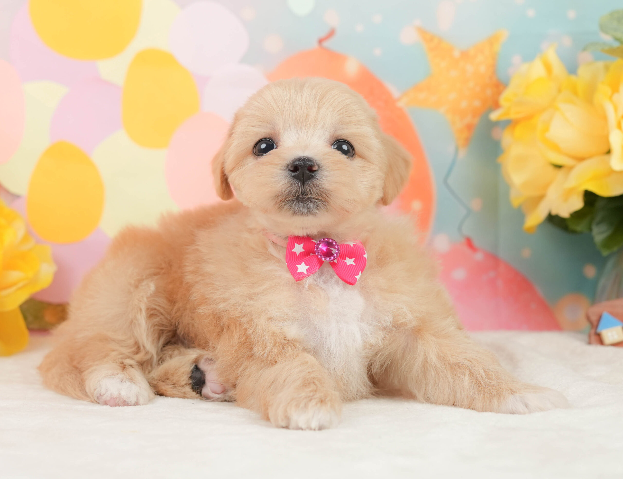 マルプー | 女の子 | アプリコット | 2026年1月15日