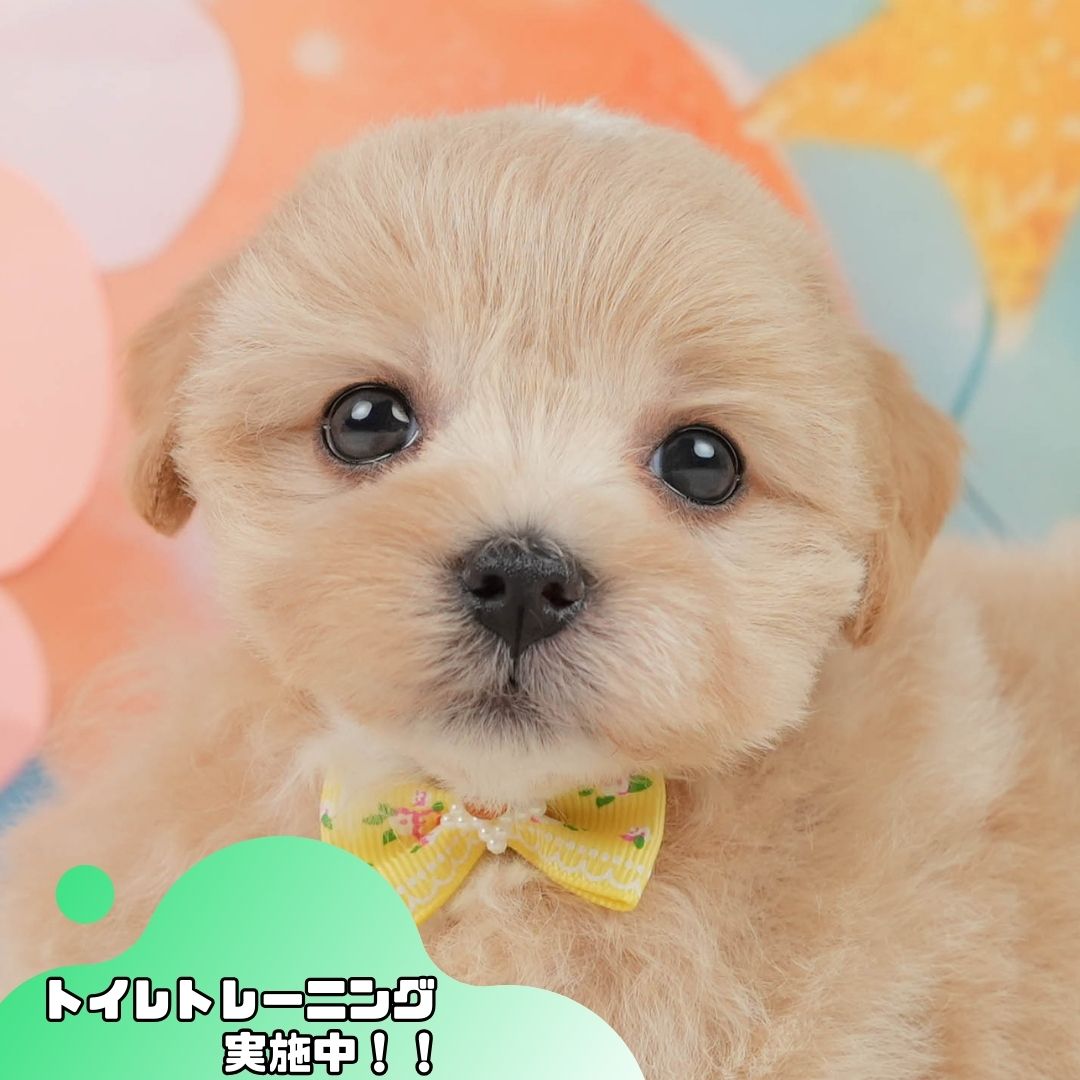 マルプー | 女の子 | アプリコット | 2026年1月15日