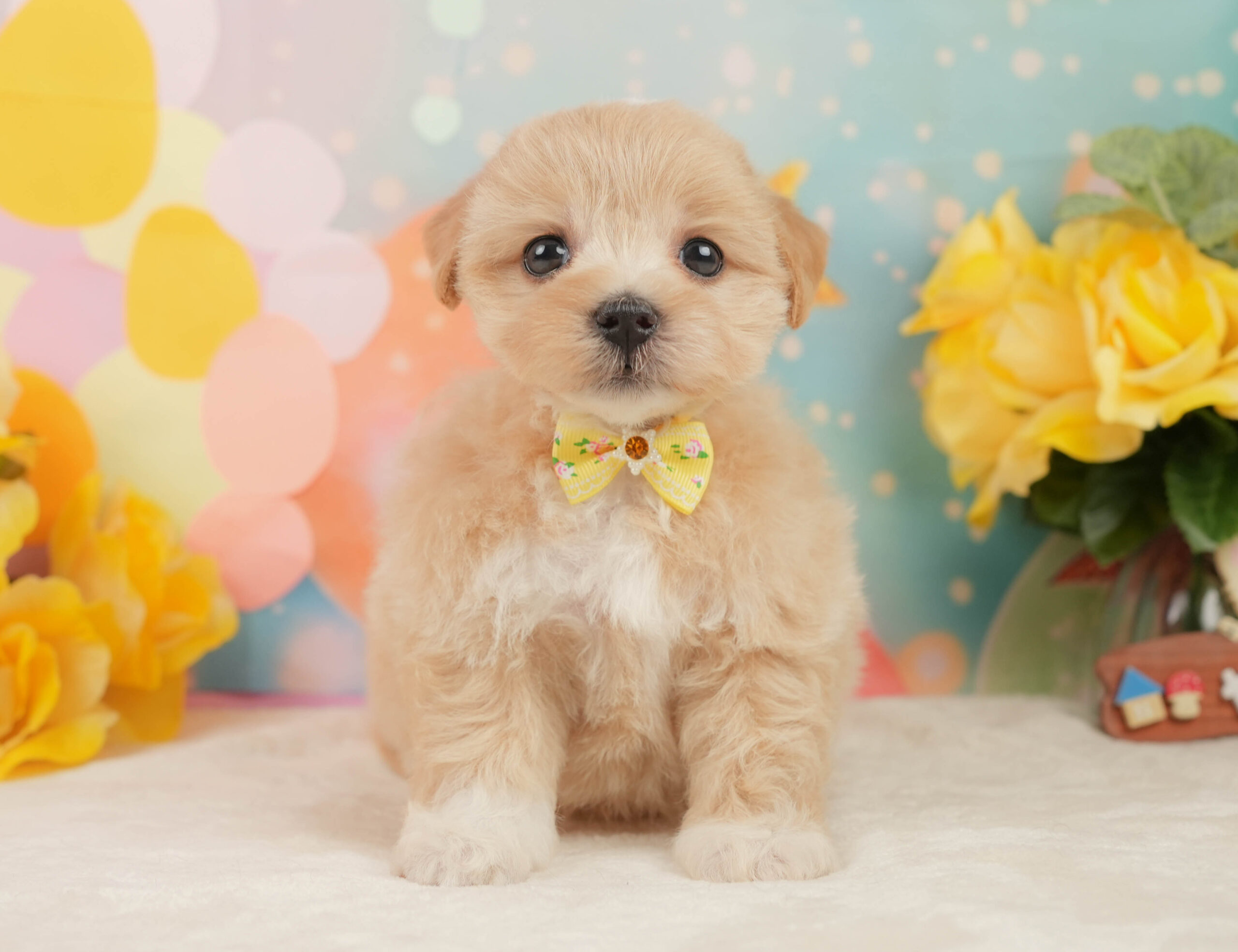 マルプー | 女の子 | アプリコット | 2026年1月15日