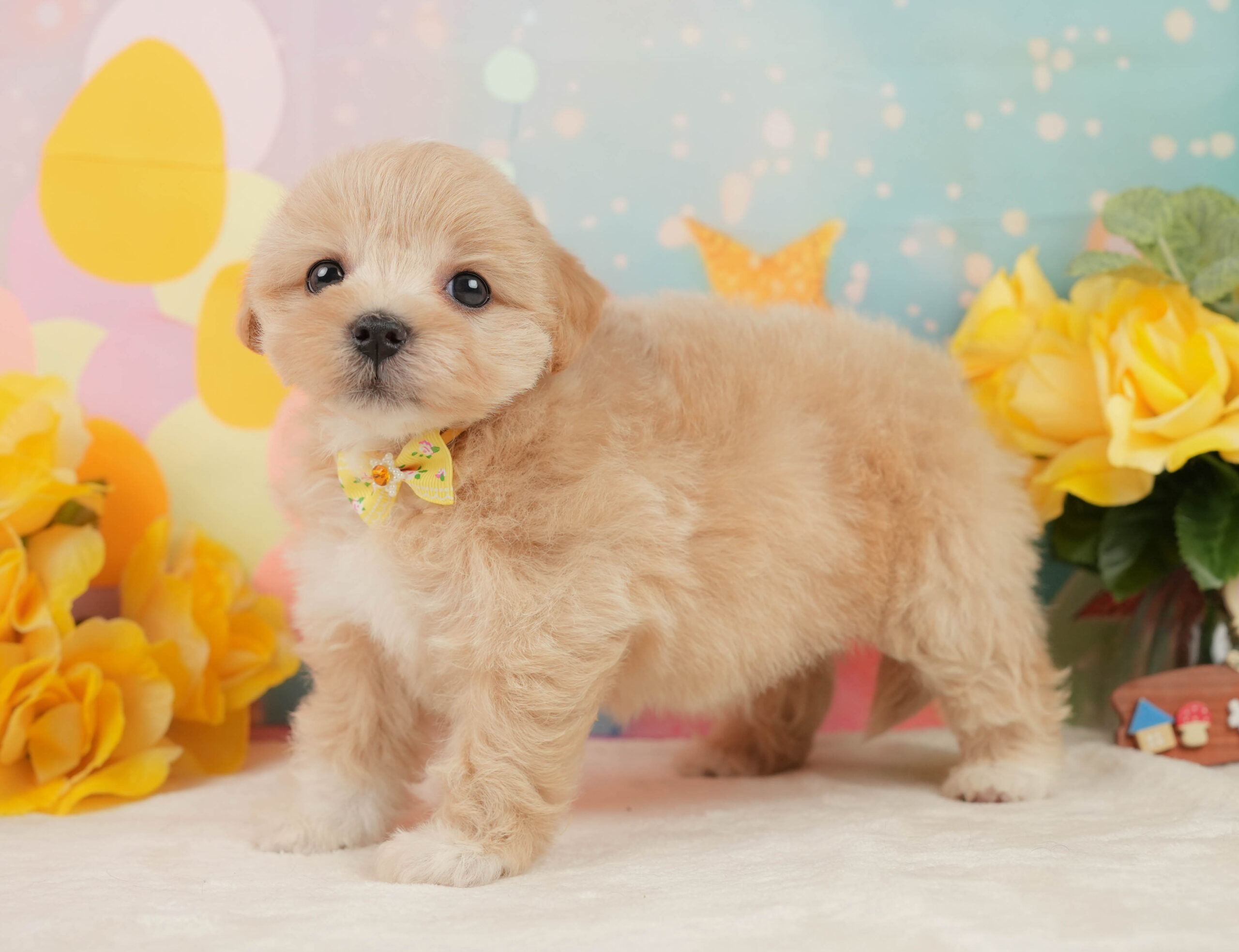 マルプー | 女の子 | アプリコット | 2026年1月15日