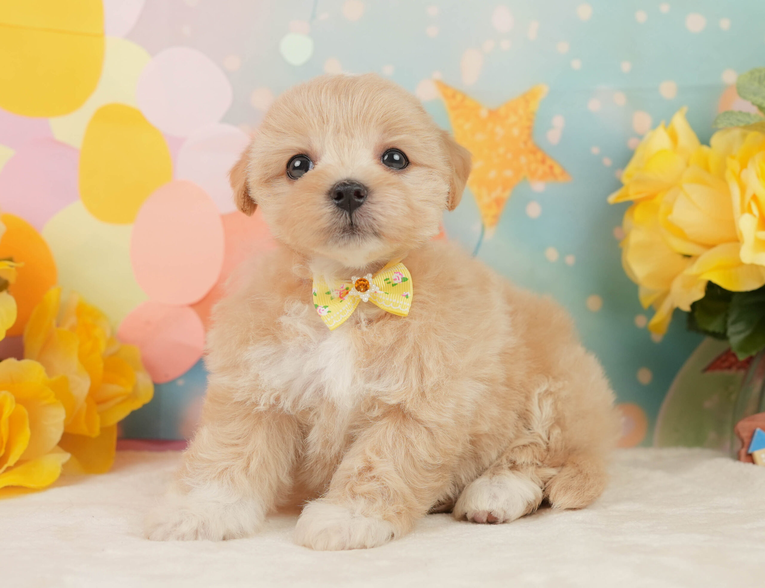 マルプー | 女の子 | アプリコット | 2026年1月15日