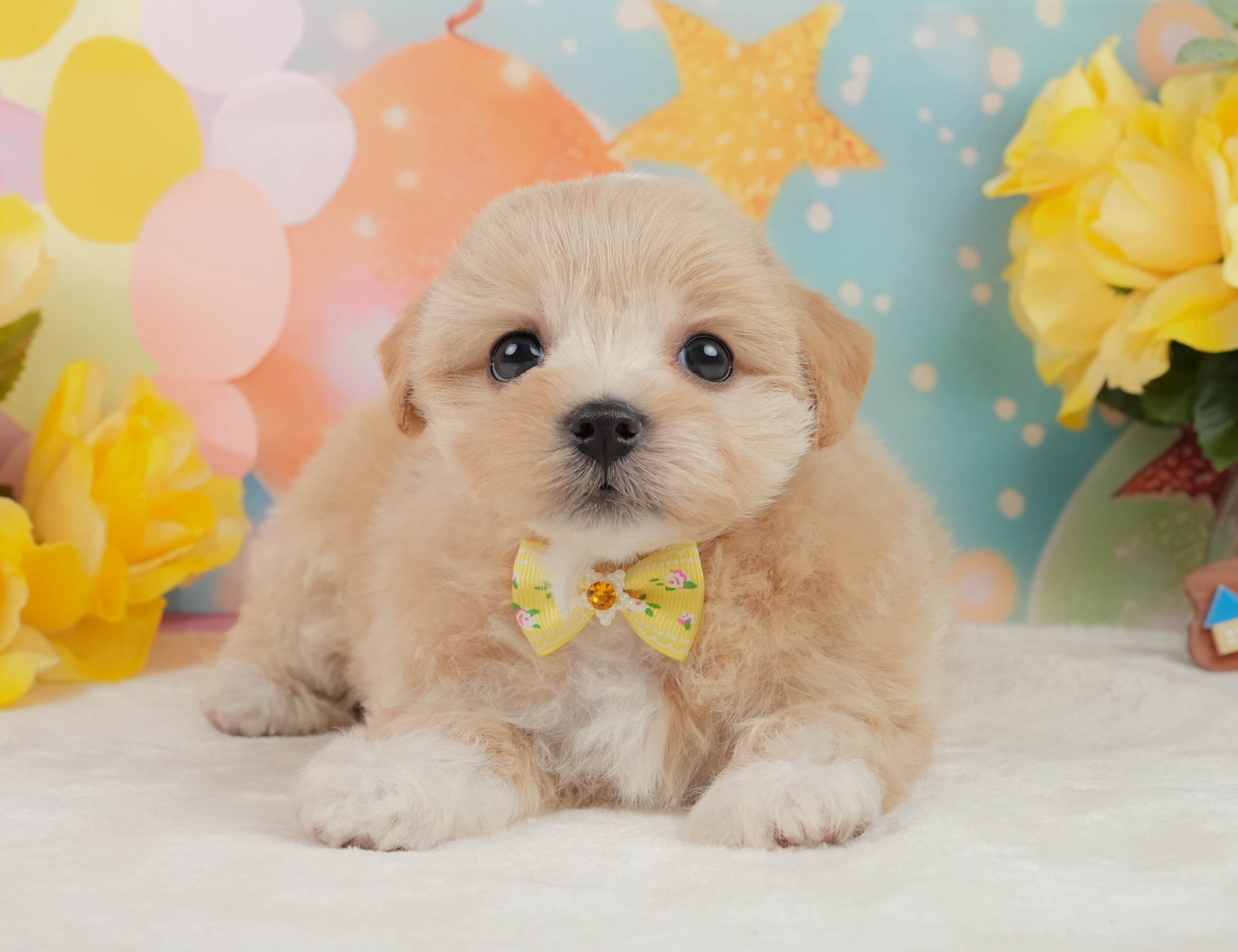 マルプー | 女の子 | アプリコット | 2026年1月15日