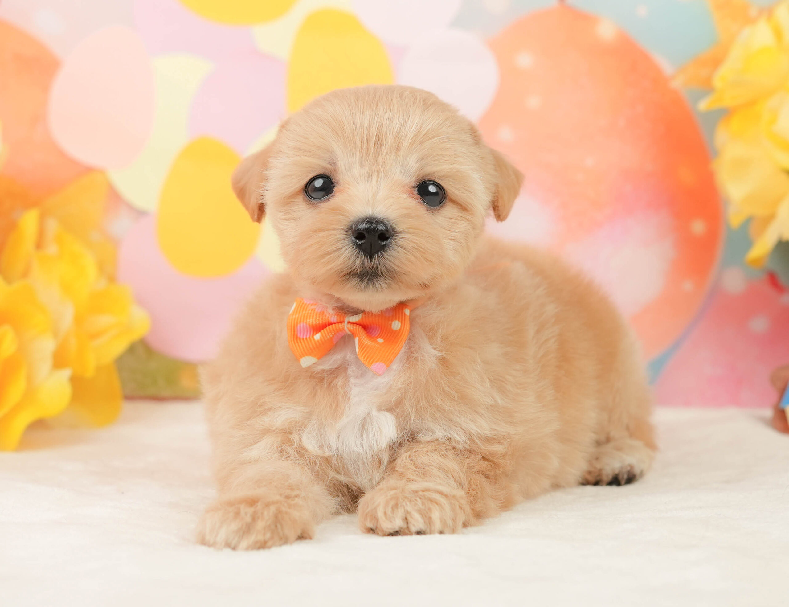 マルプー | 女の子 | アプリコット | 2026年1月15日