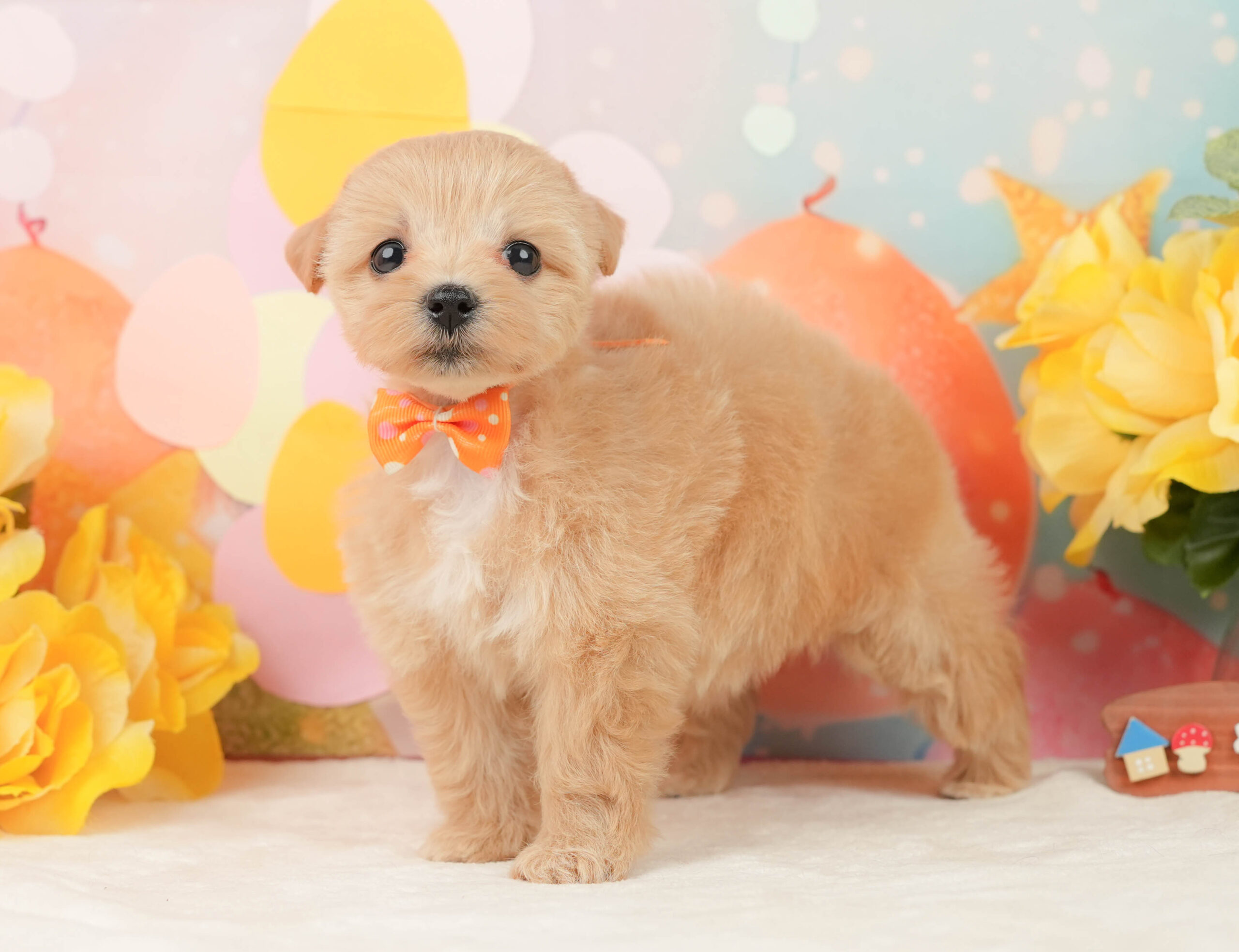 マルプー | 女の子 | アプリコット | 2026年1月15日