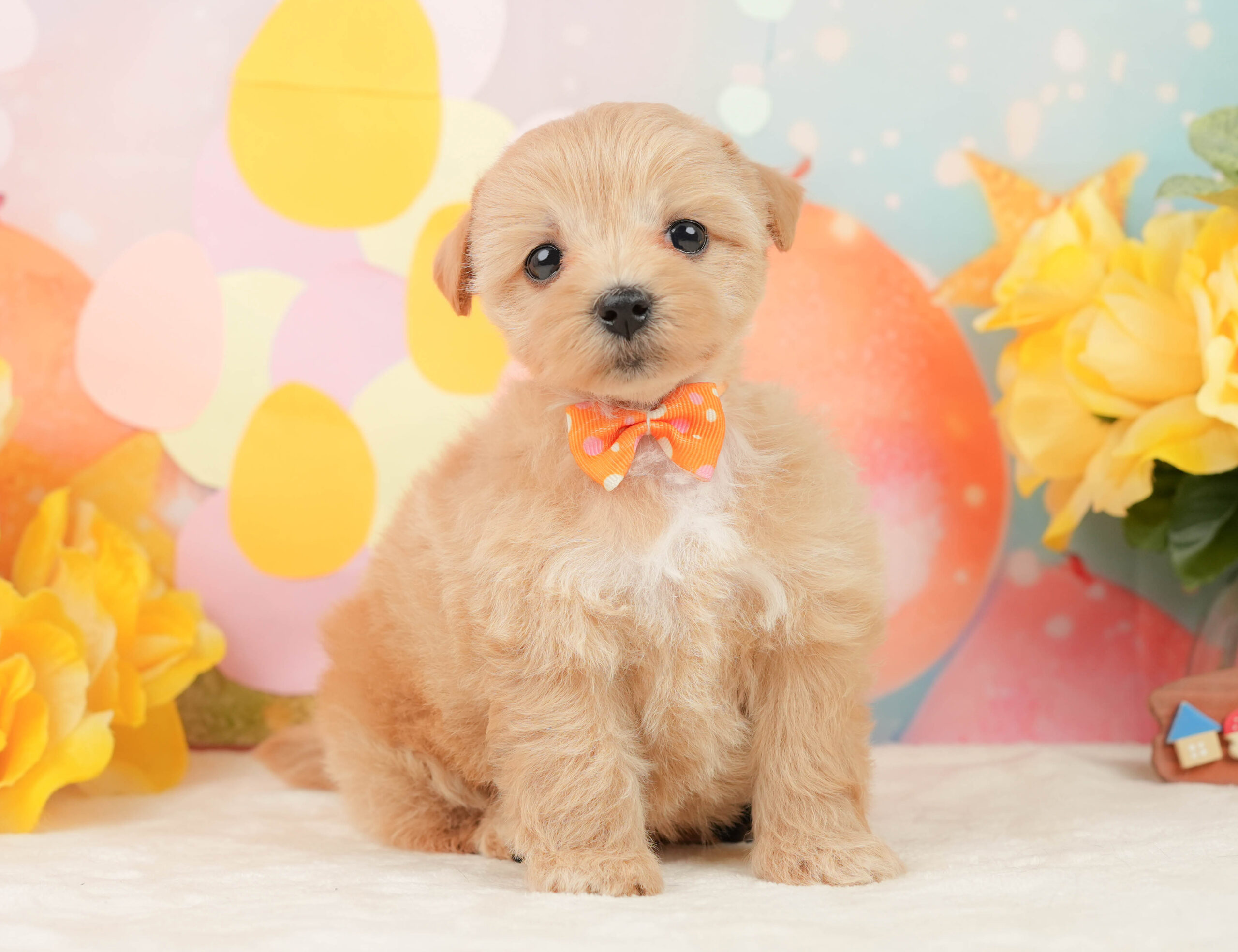 マルプー | 女の子 | アプリコット | 2026年1月15日