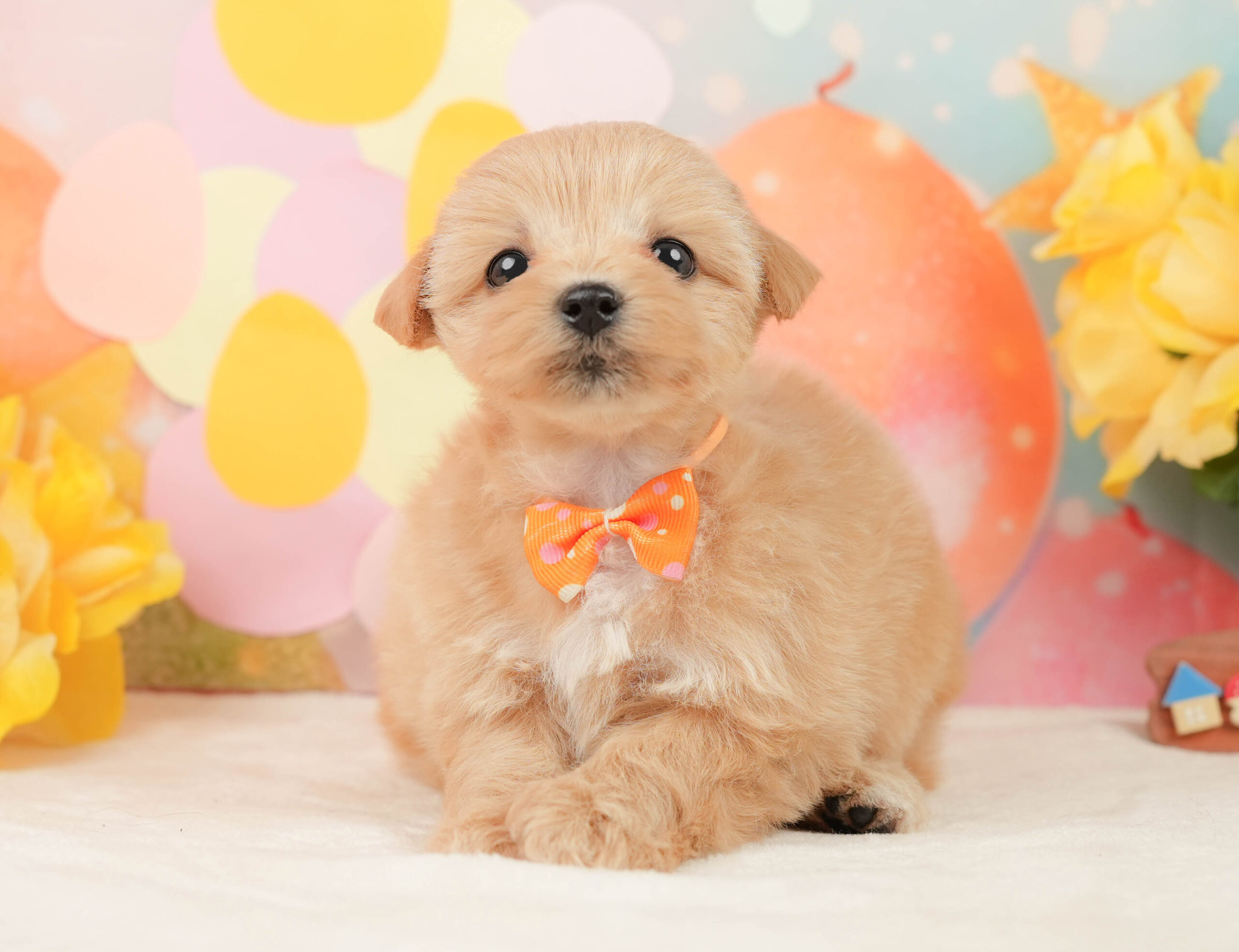 マルプー | 女の子 | アプリコット | 2026年1月15日