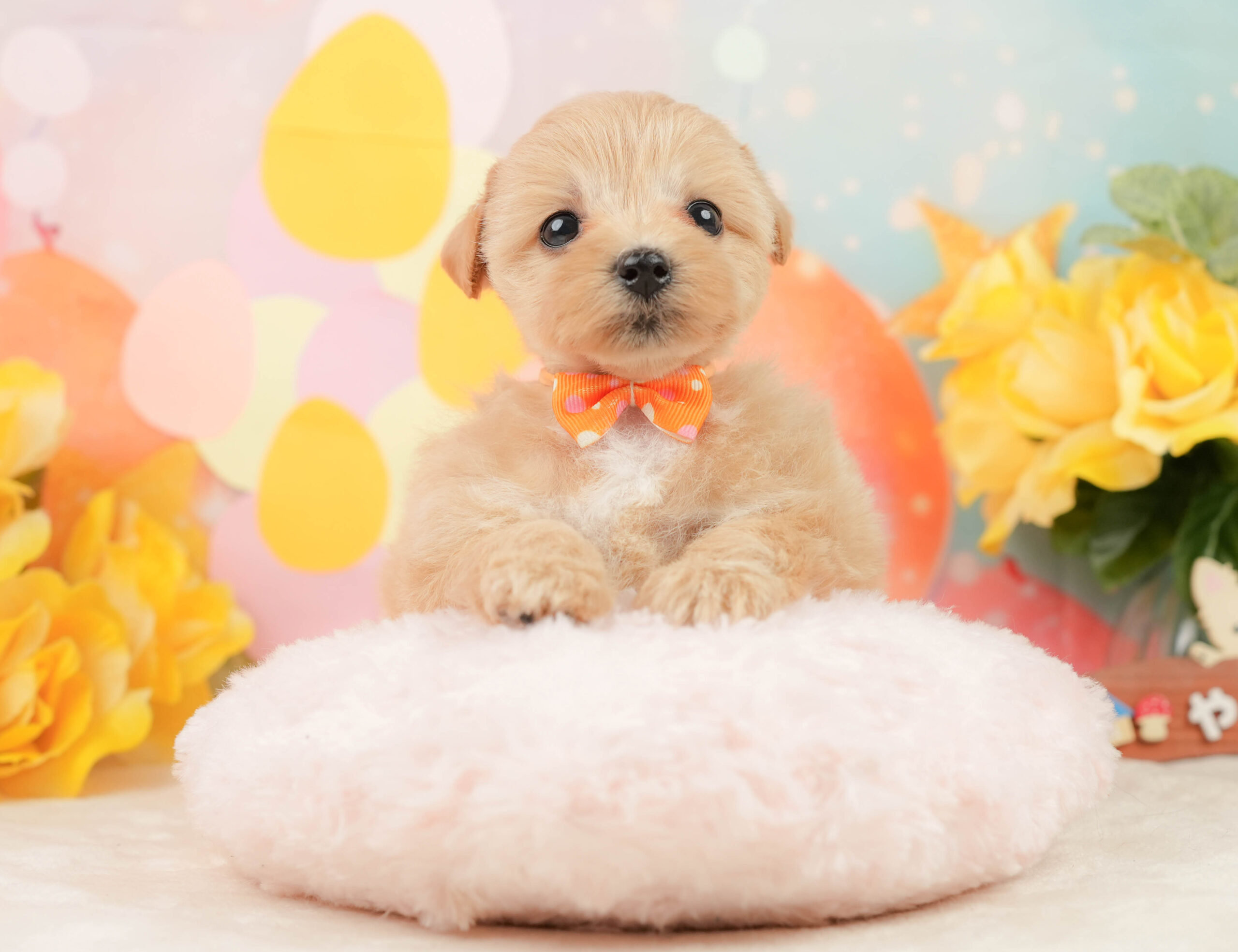 マルプー | 女の子 | アプリコット | 2026年1月15日