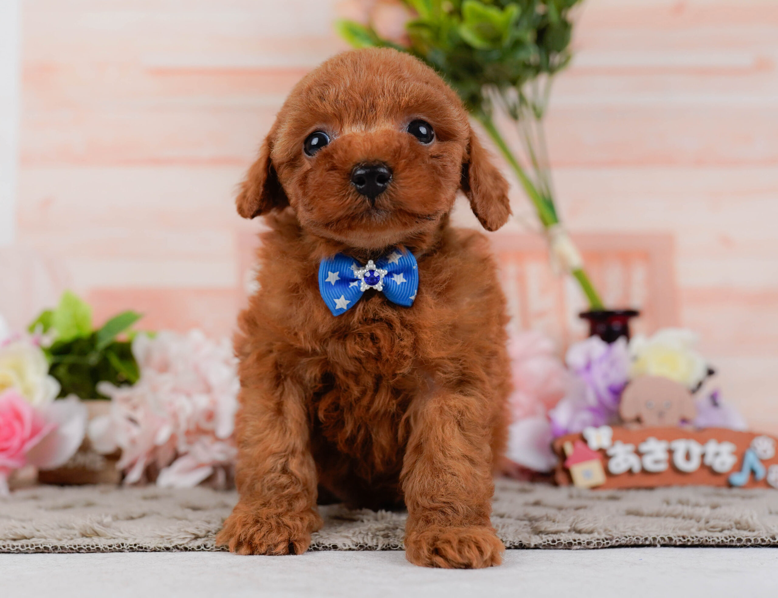 タイニー・プードル | 男の子 | レッド | 2026年1月15日