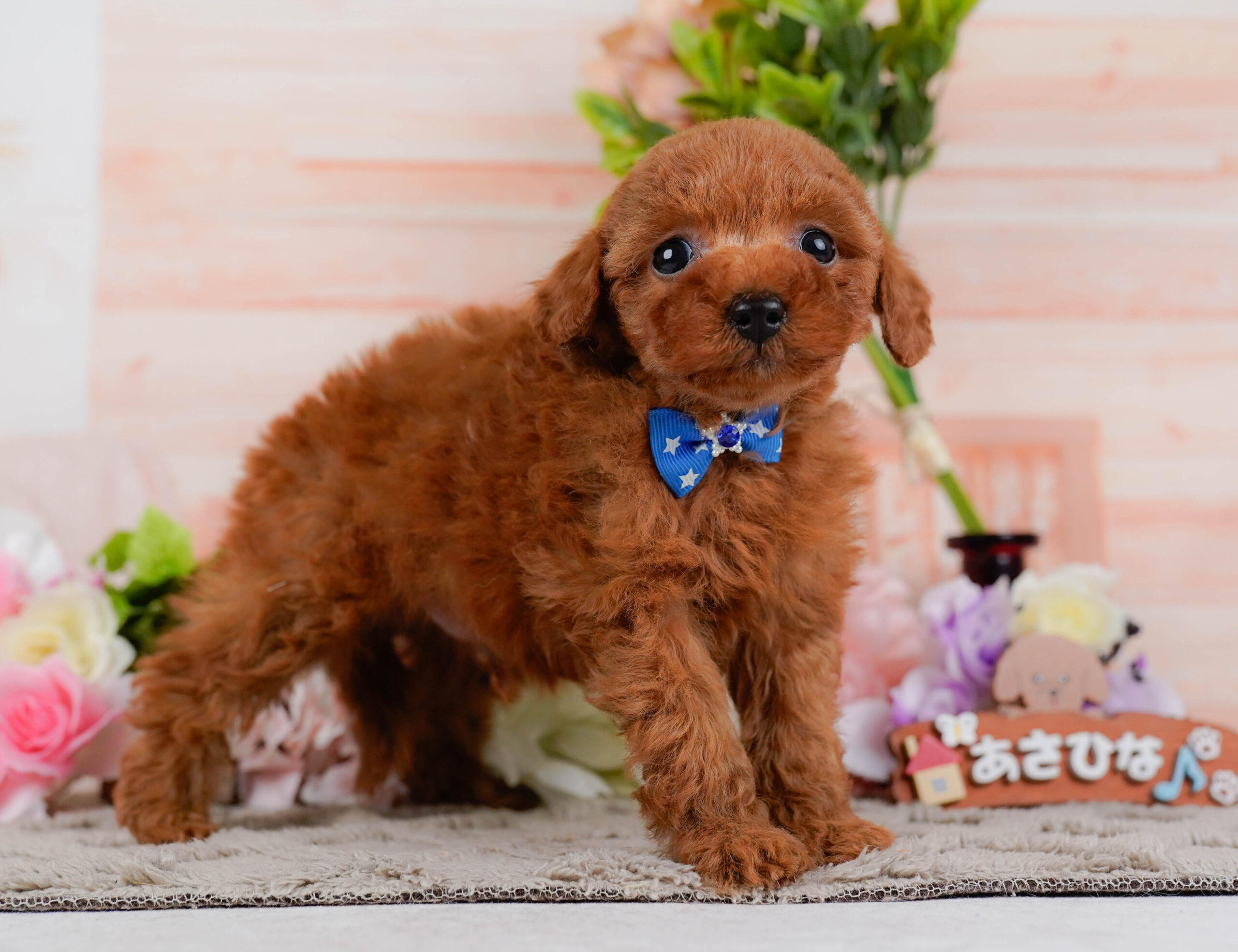 タイニー・プードル | 男の子 | レッド | 2026年1月15日