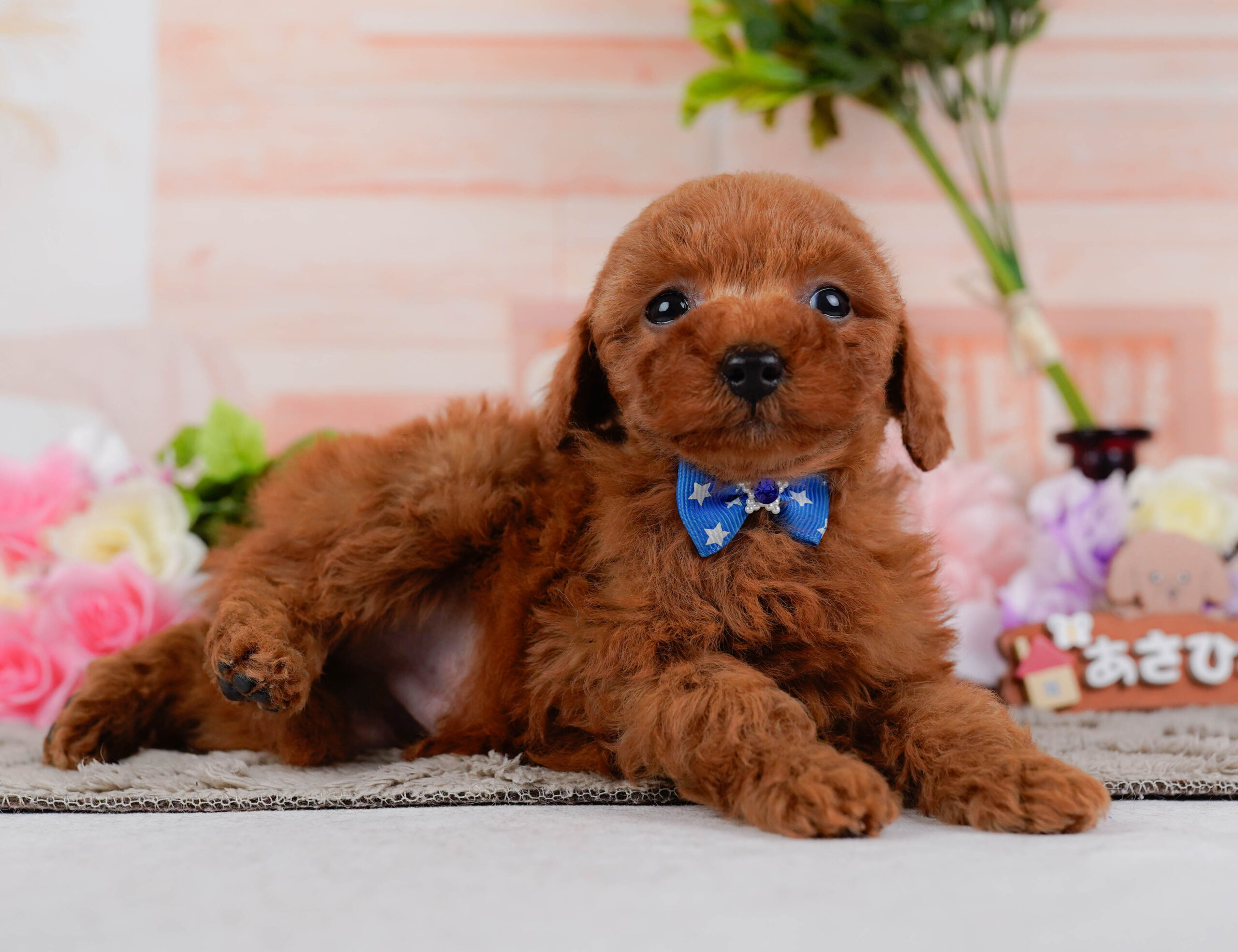 タイニー・プードル | 男の子 | レッド | 2026年1月15日