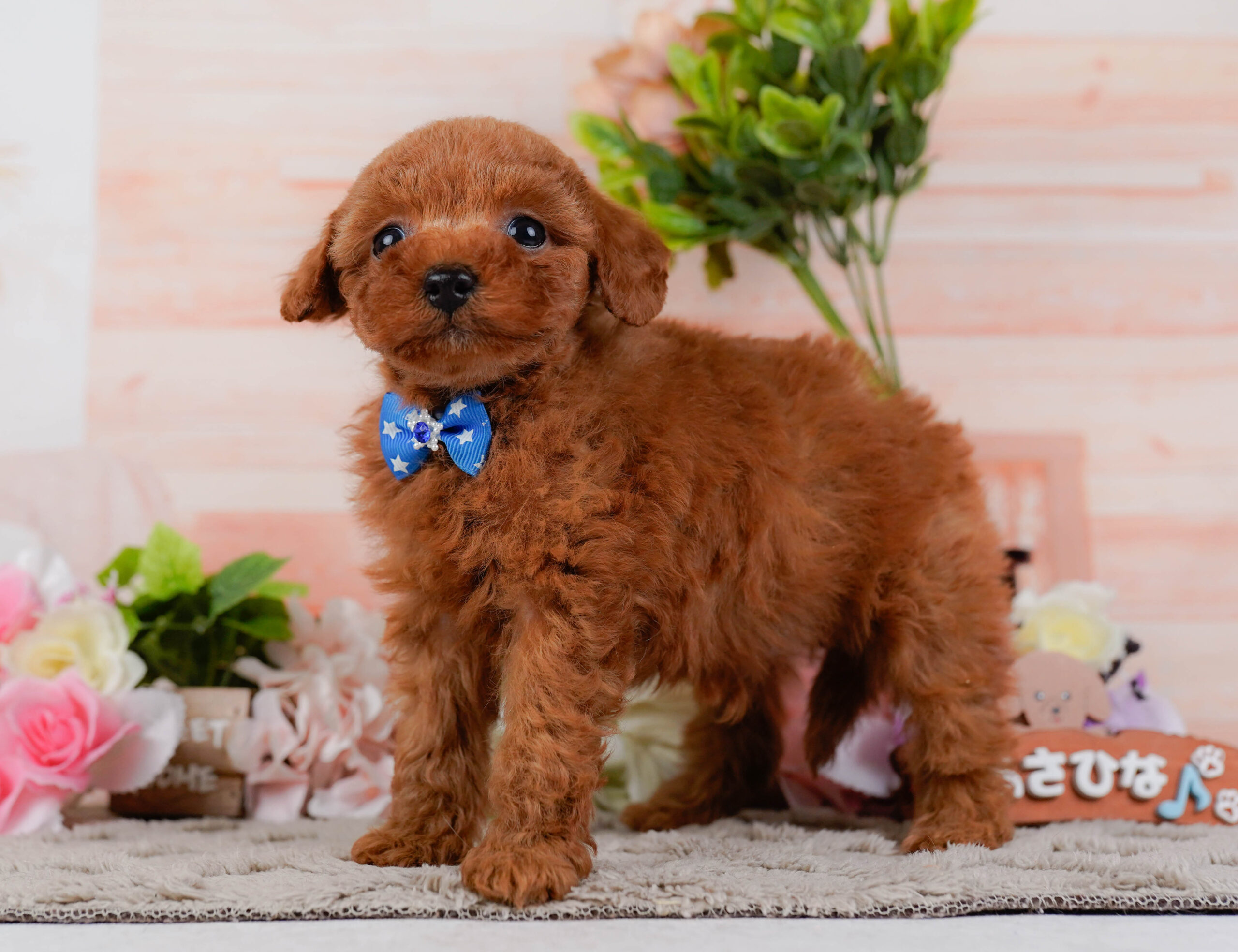 タイニー・プードル | 男の子 | レッド | 2026年1月15日