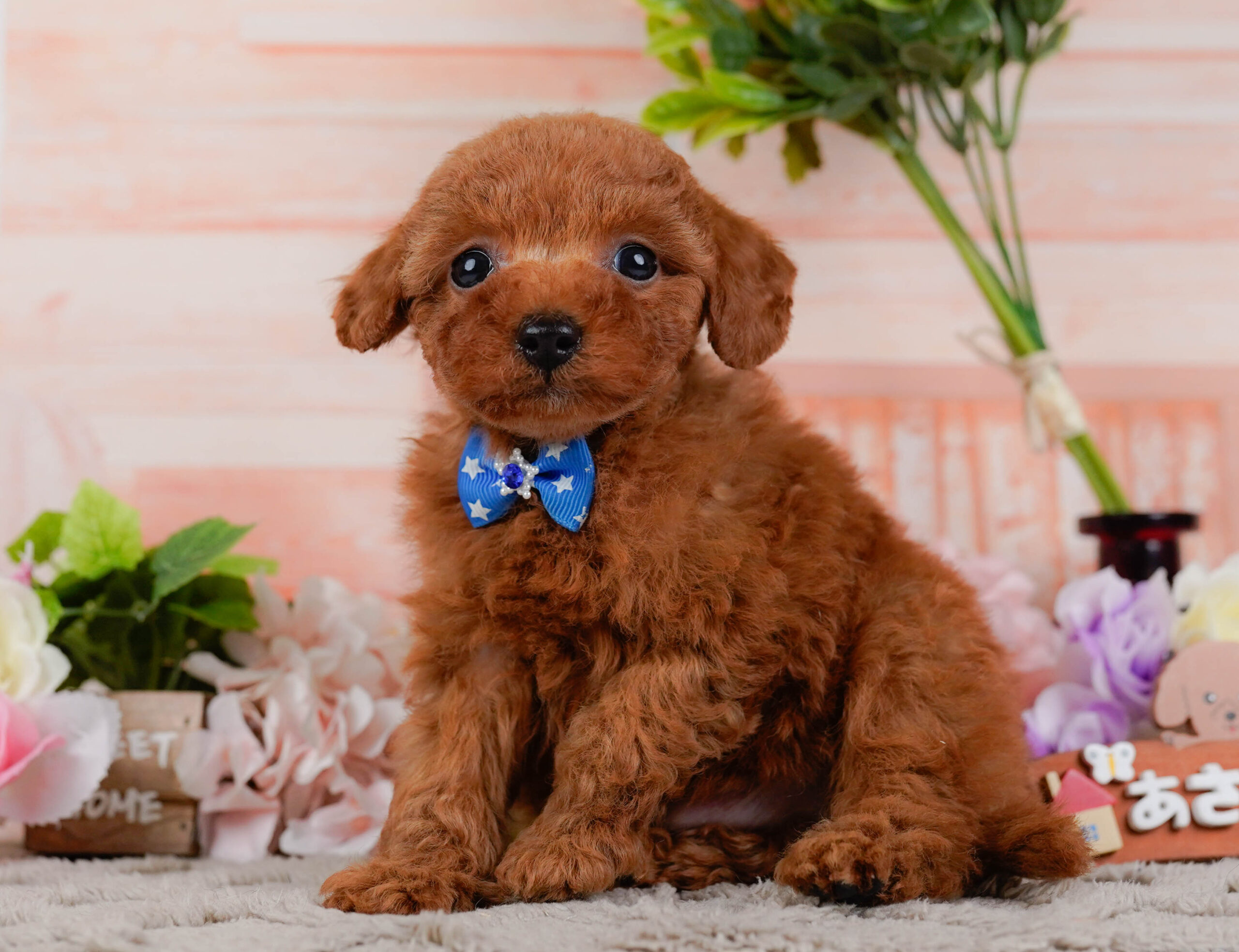 タイニー・プードル | 男の子 | レッド | 2026年1月15日