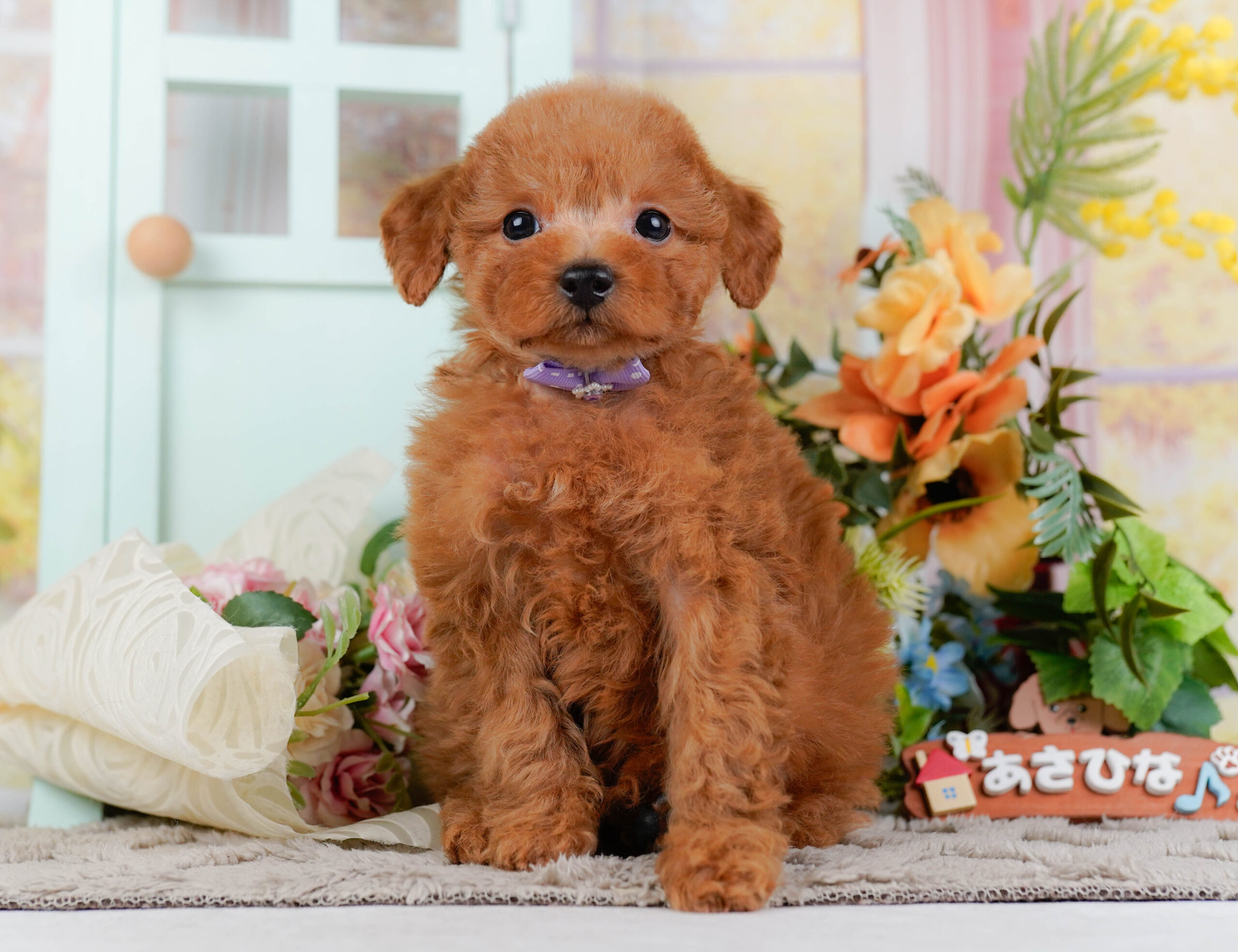 トイ・プードル | 男の子 | レッド | 2026年1月15日
