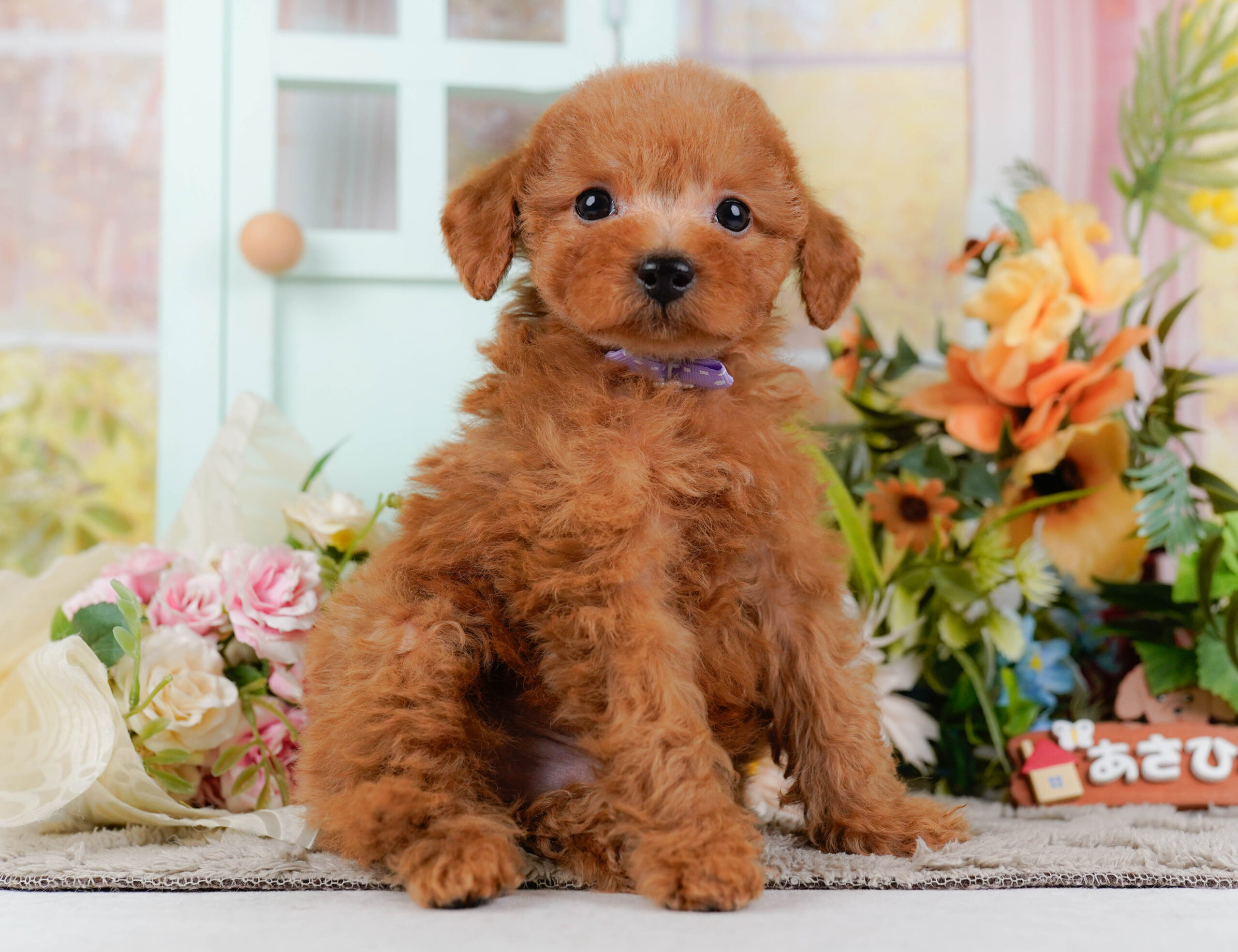 トイ・プードル | 男の子 | レッド | 2026年1月15日