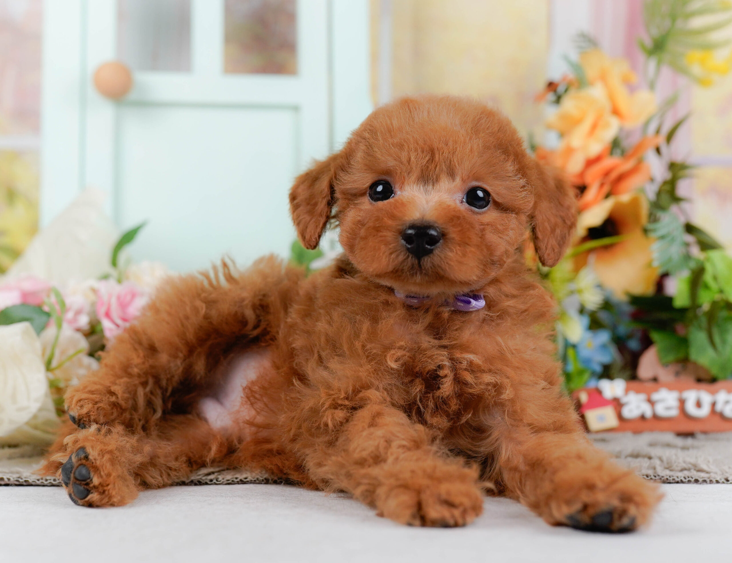 トイ・プードル | 男の子 | レッド | 2026年1月15日