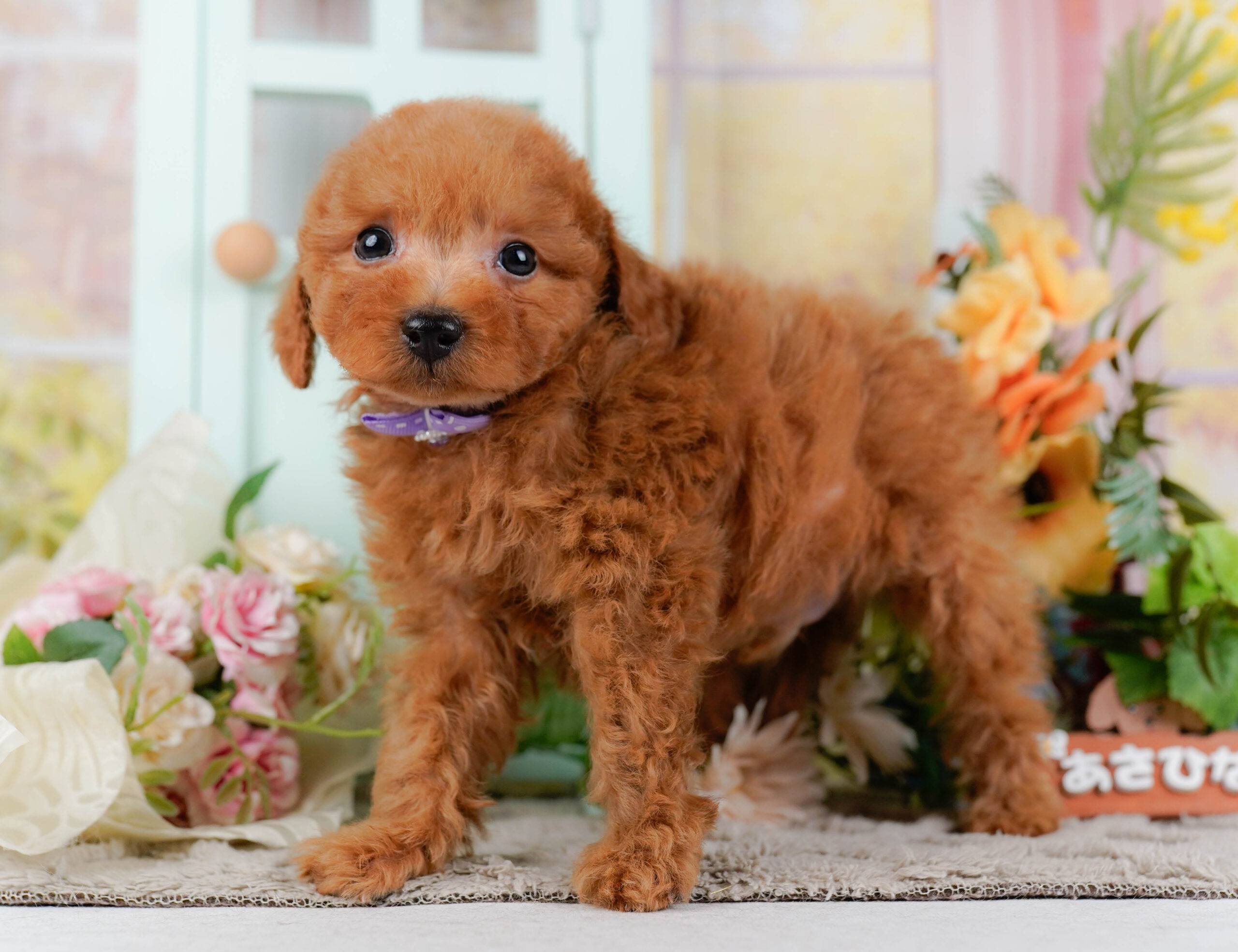 トイ・プードル | 男の子 | レッド | 2026年1月15日