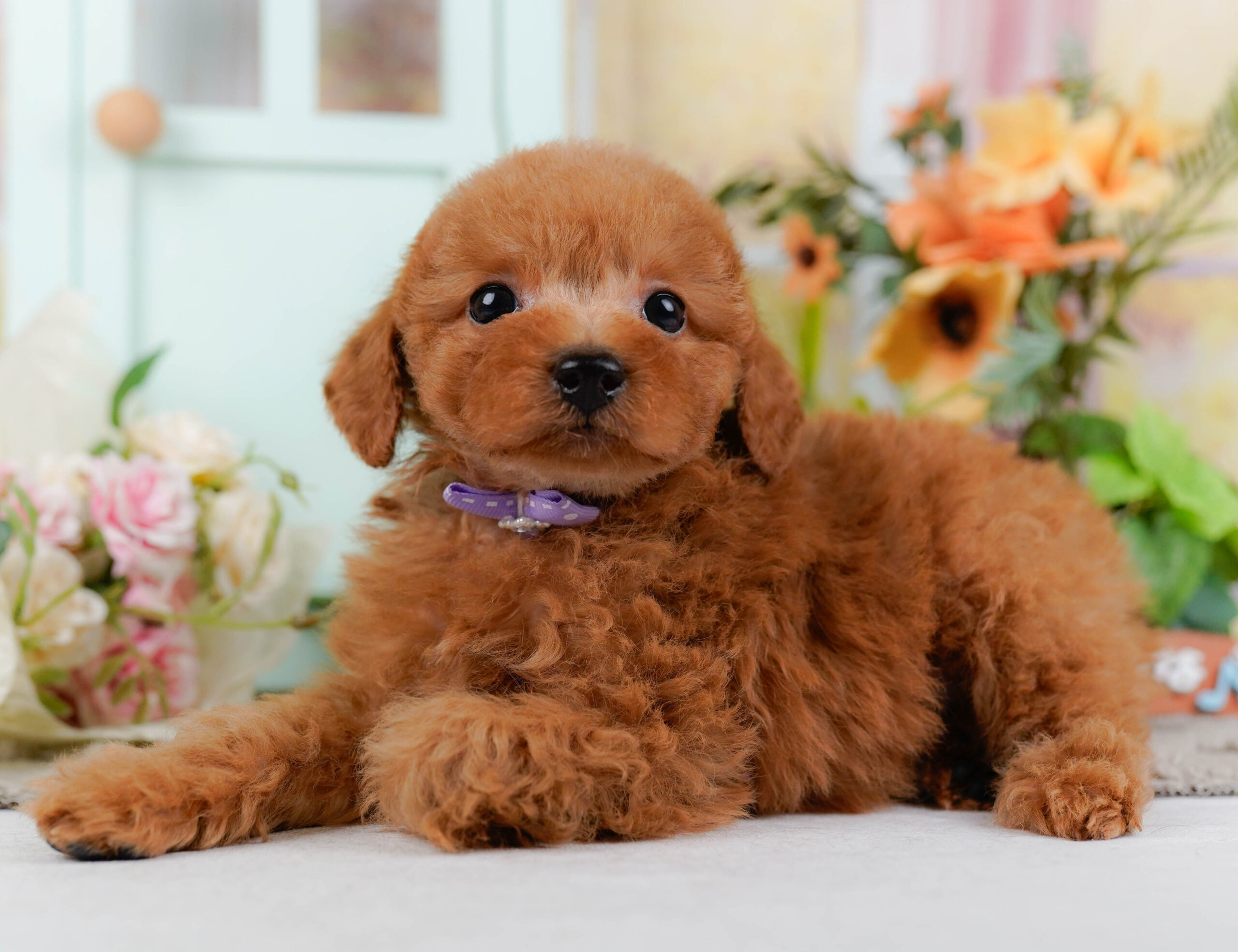 トイ・プードル | 男の子 | レッド | 2026年1月15日