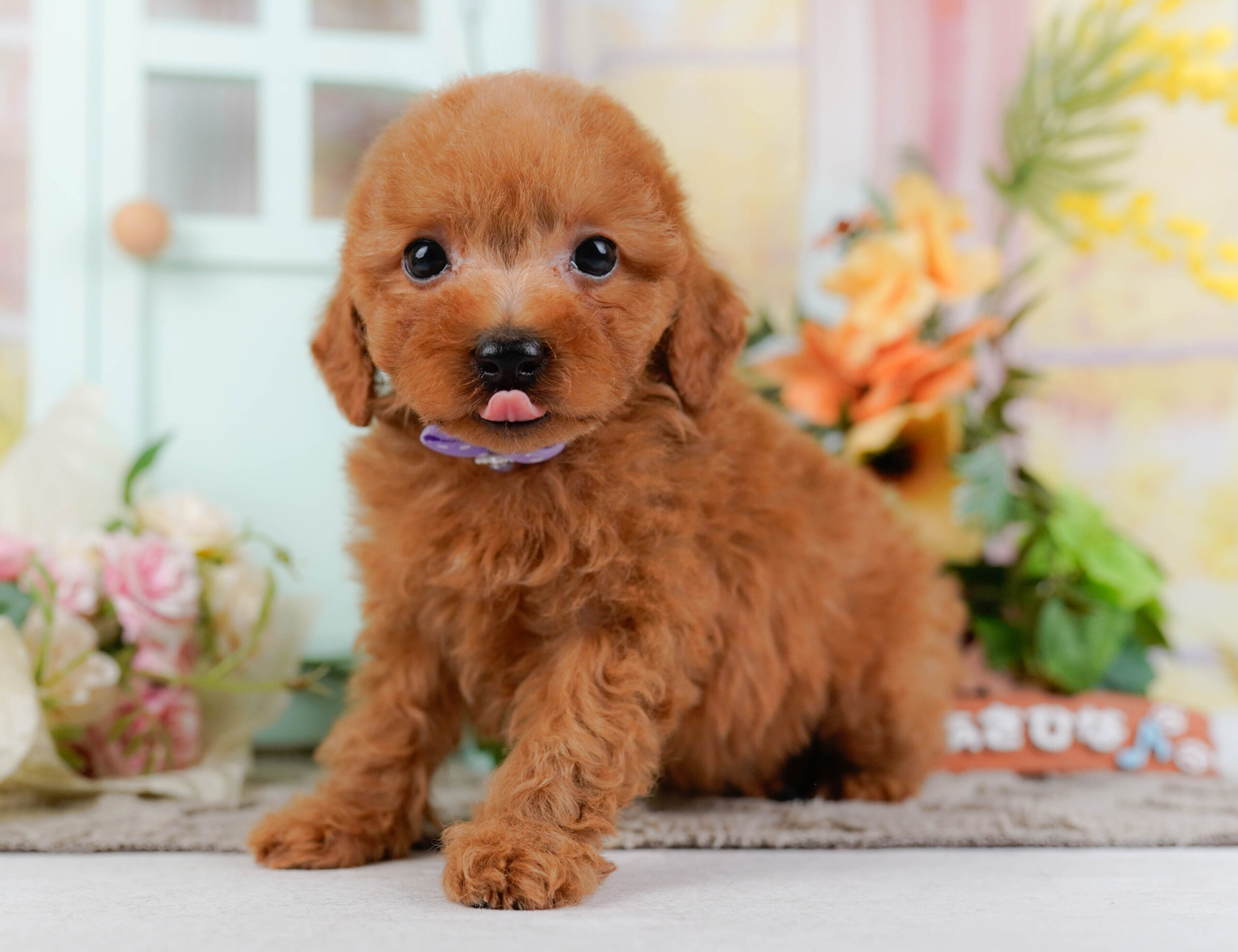 トイ・プードル | 男の子 | レッド | 2026年1月15日