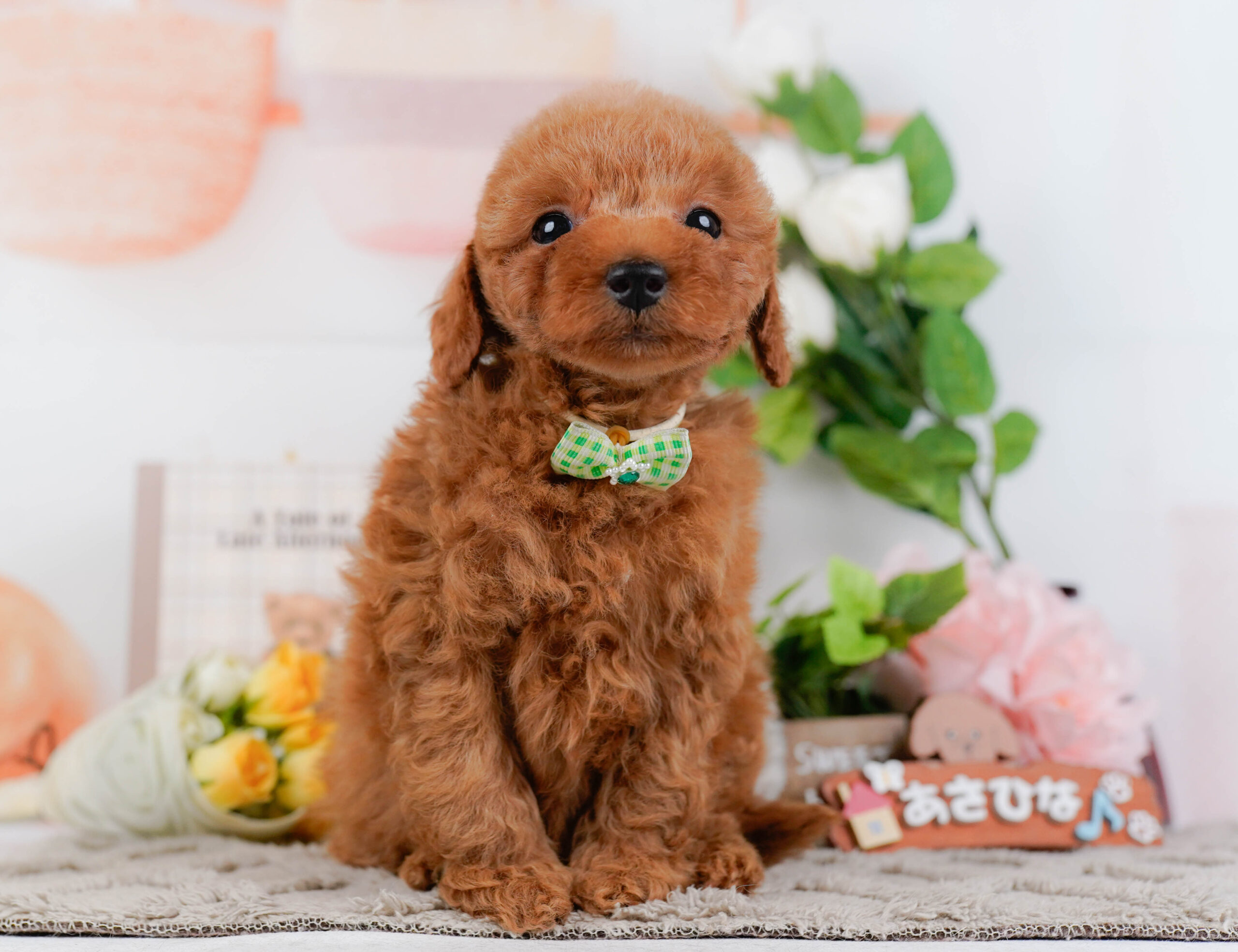 トイ・プードル | 男の子 | レッド | 2026年1月15日