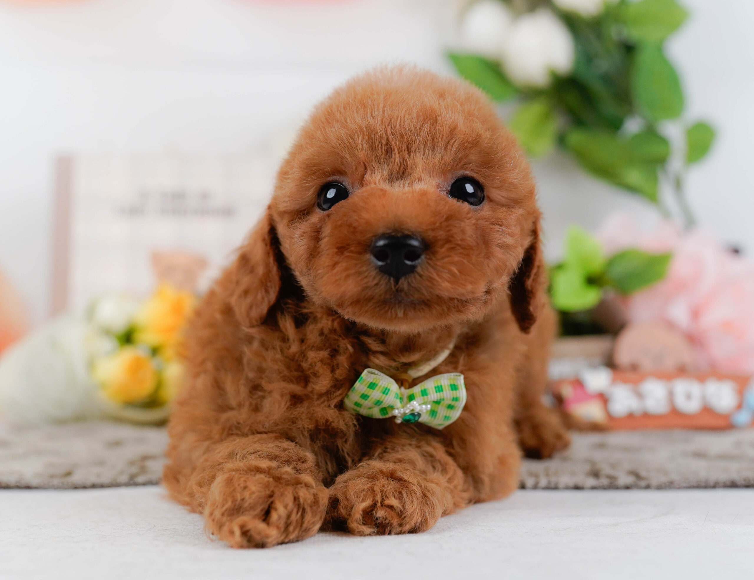 トイ・プードル | 男の子 | レッド | 2026年1月15日