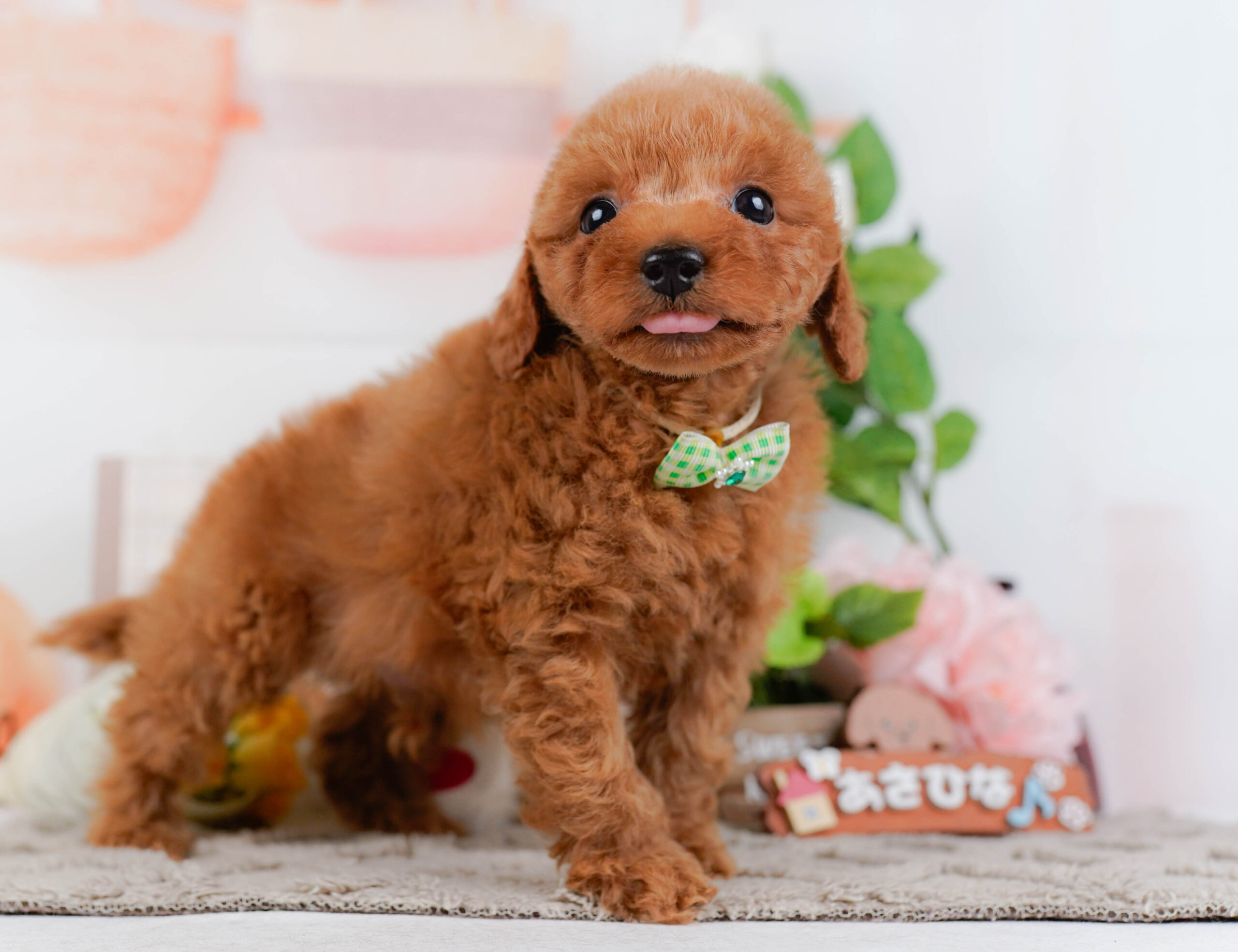 トイ・プードル | 男の子 | レッド | 2026年1月15日