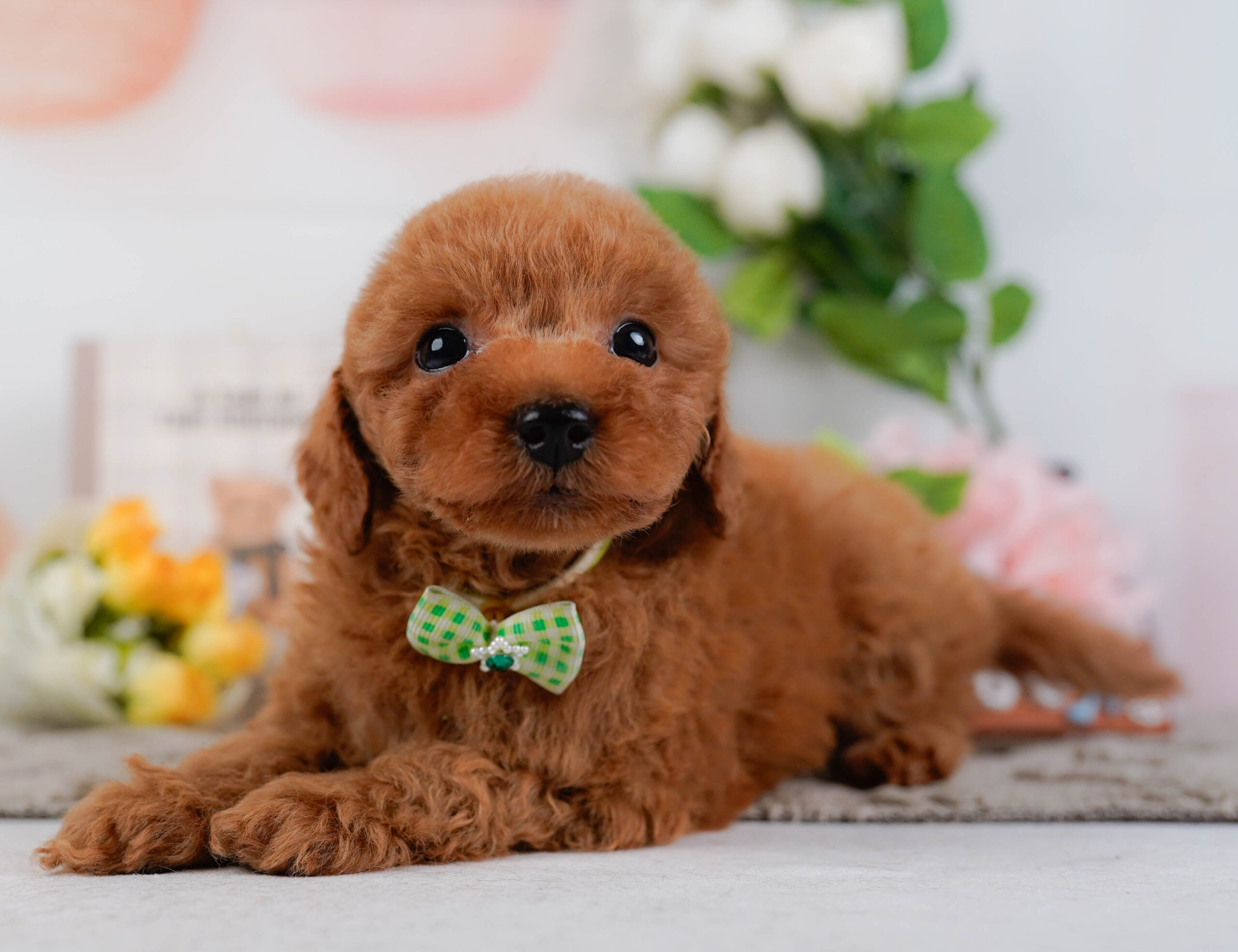 トイ・プードル | 男の子 | レッド | 2026年1月15日