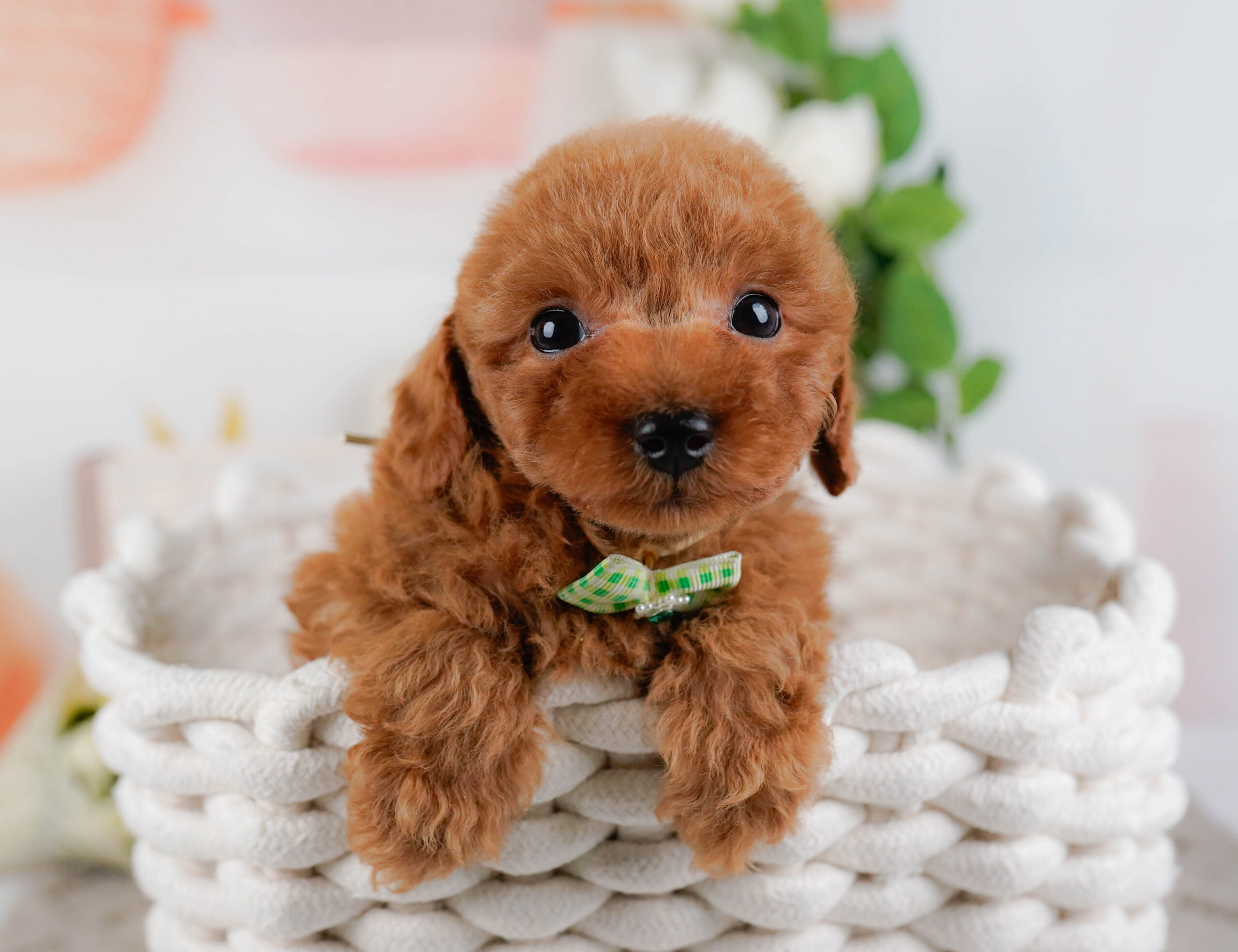 トイ・プードル | 男の子 | レッド | 2026年1月15日