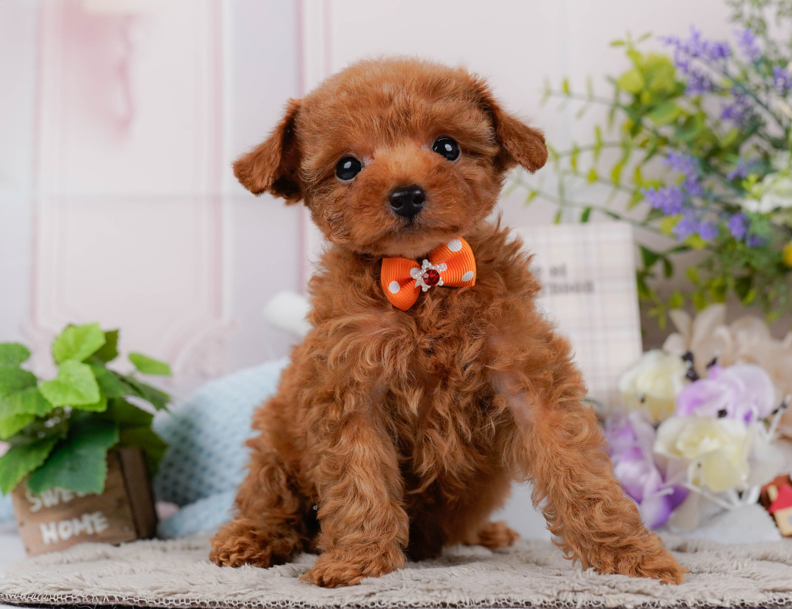 タイニー・プードル | 男の子 | レッド | 2026年1月15日