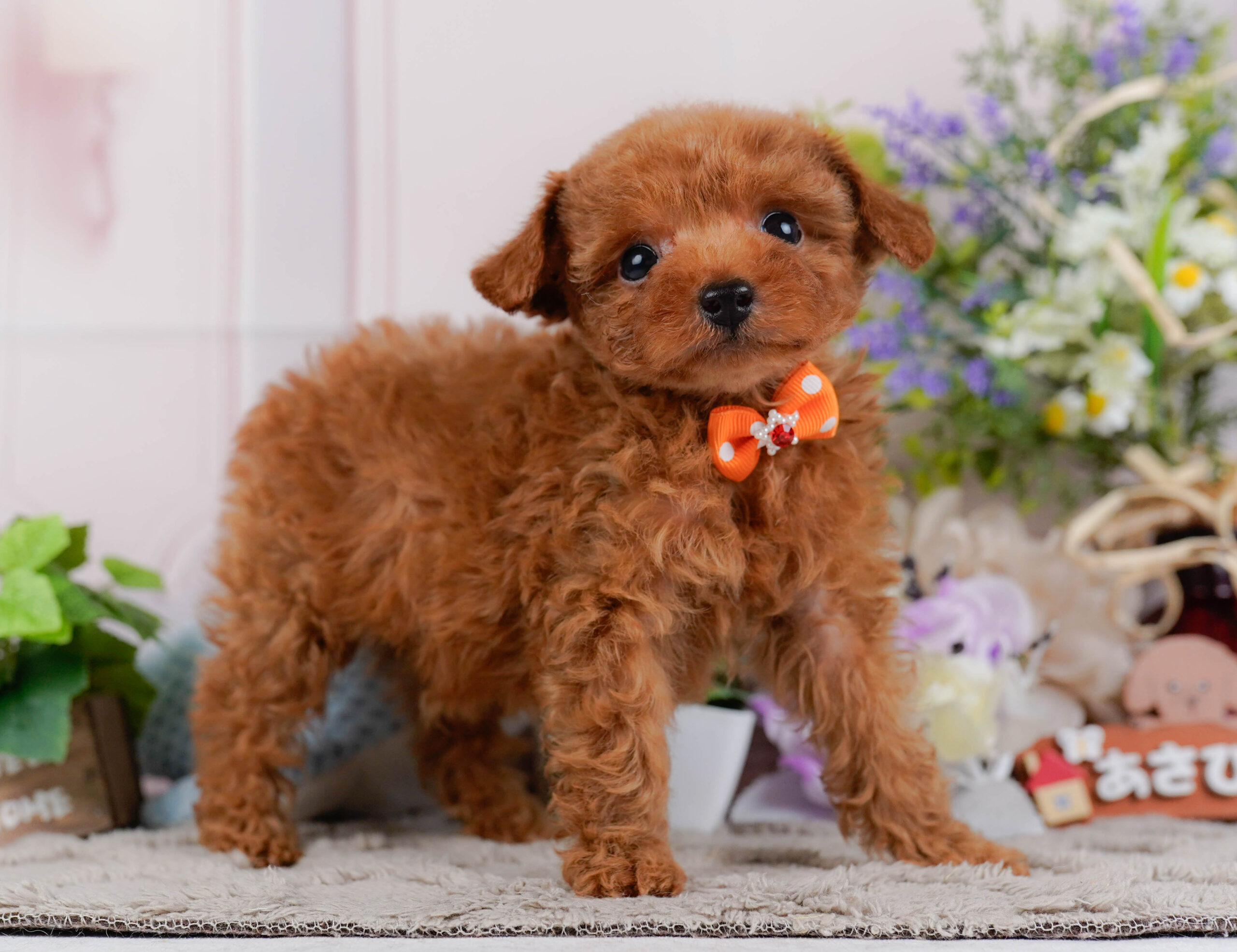 タイニー・プードル | 男の子 | レッド | 2026年1月15日