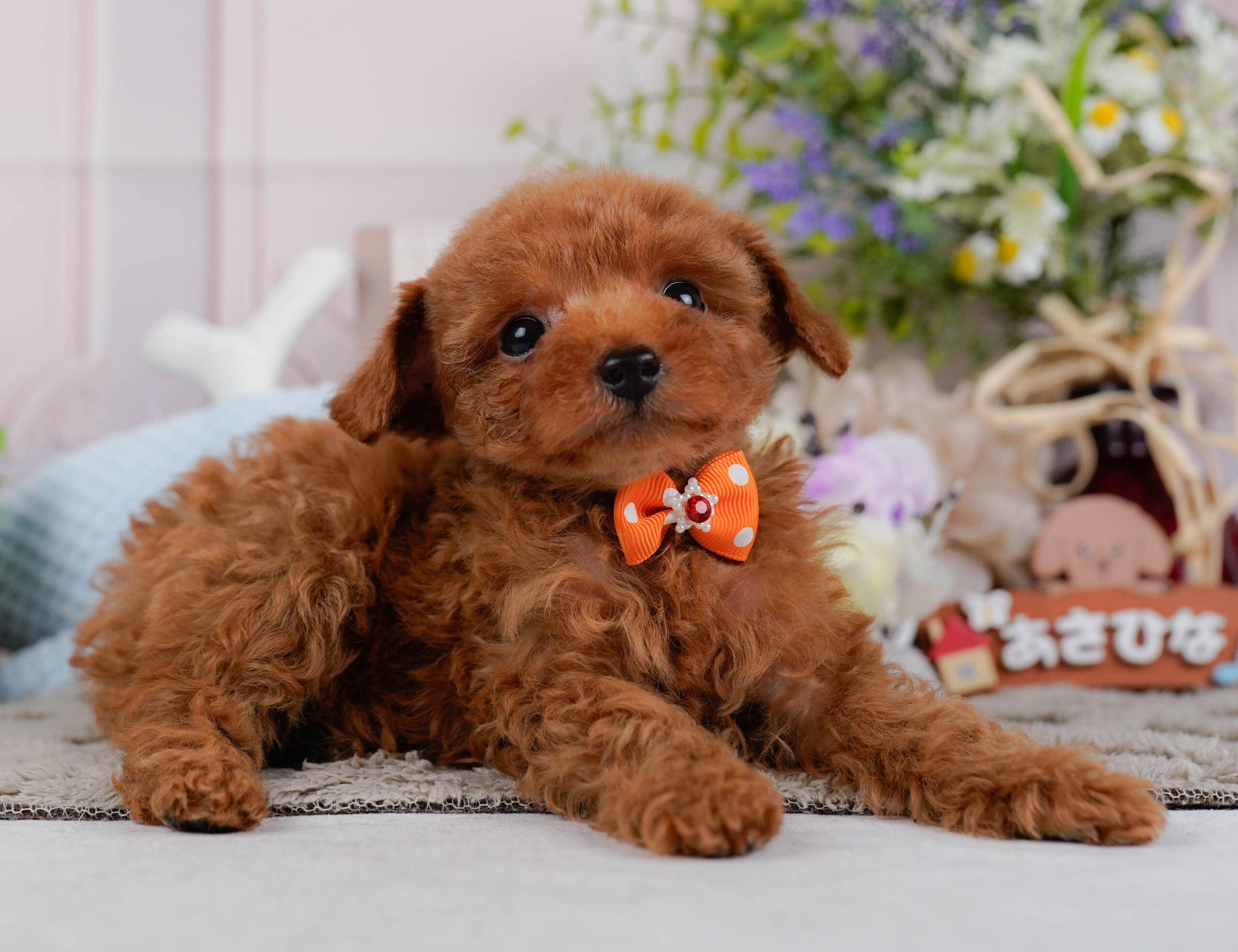 タイニー・プードル | 男の子 | レッド | 2026年1月15日