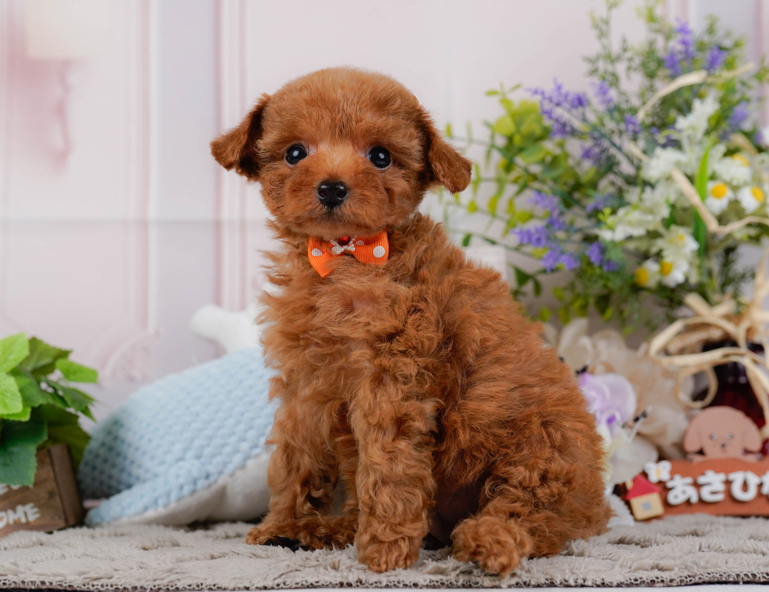 タイニー・プードル | 男の子 | レッド | 2026年1月15日