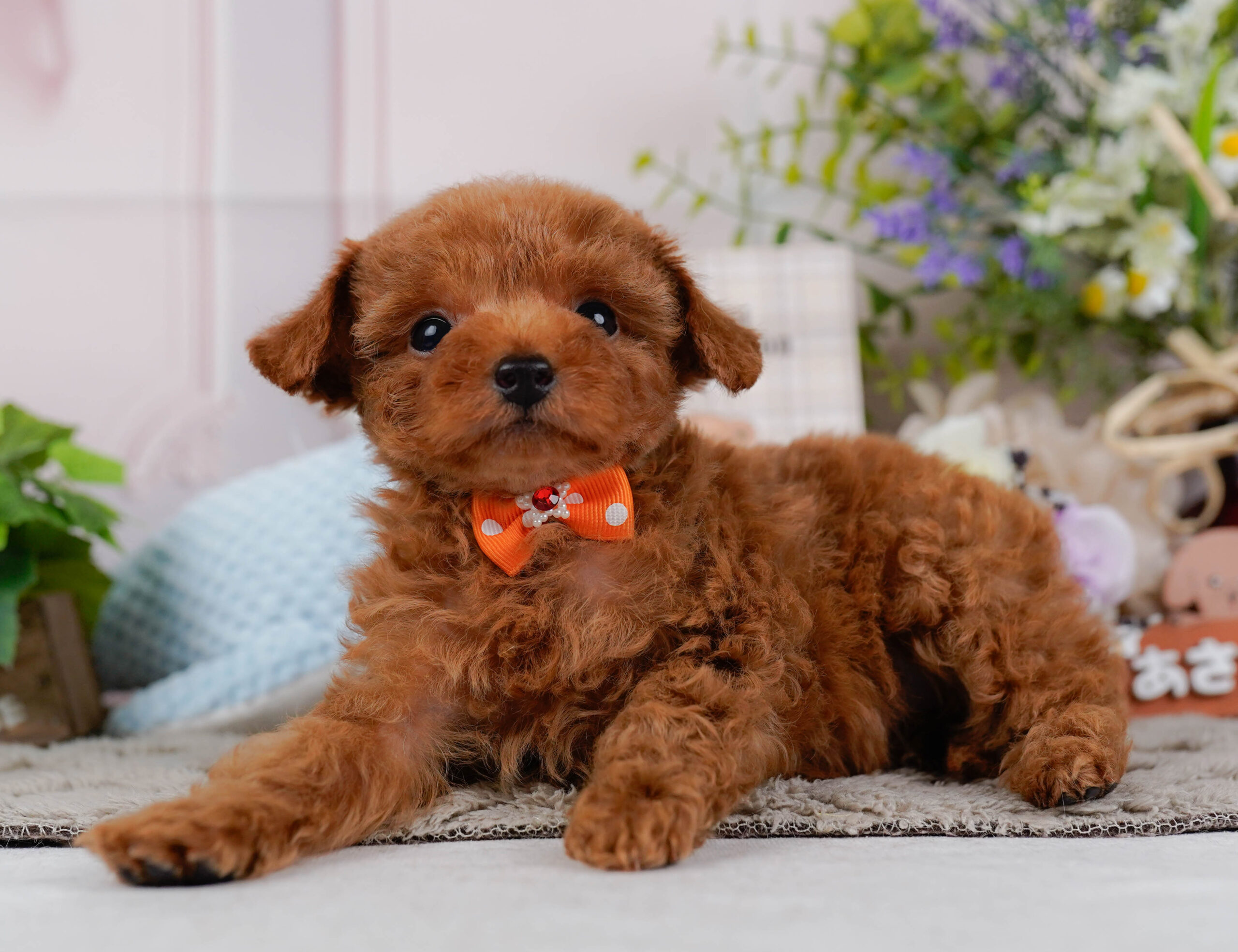 タイニー・プードル | 男の子 | レッド | 2026年1月15日