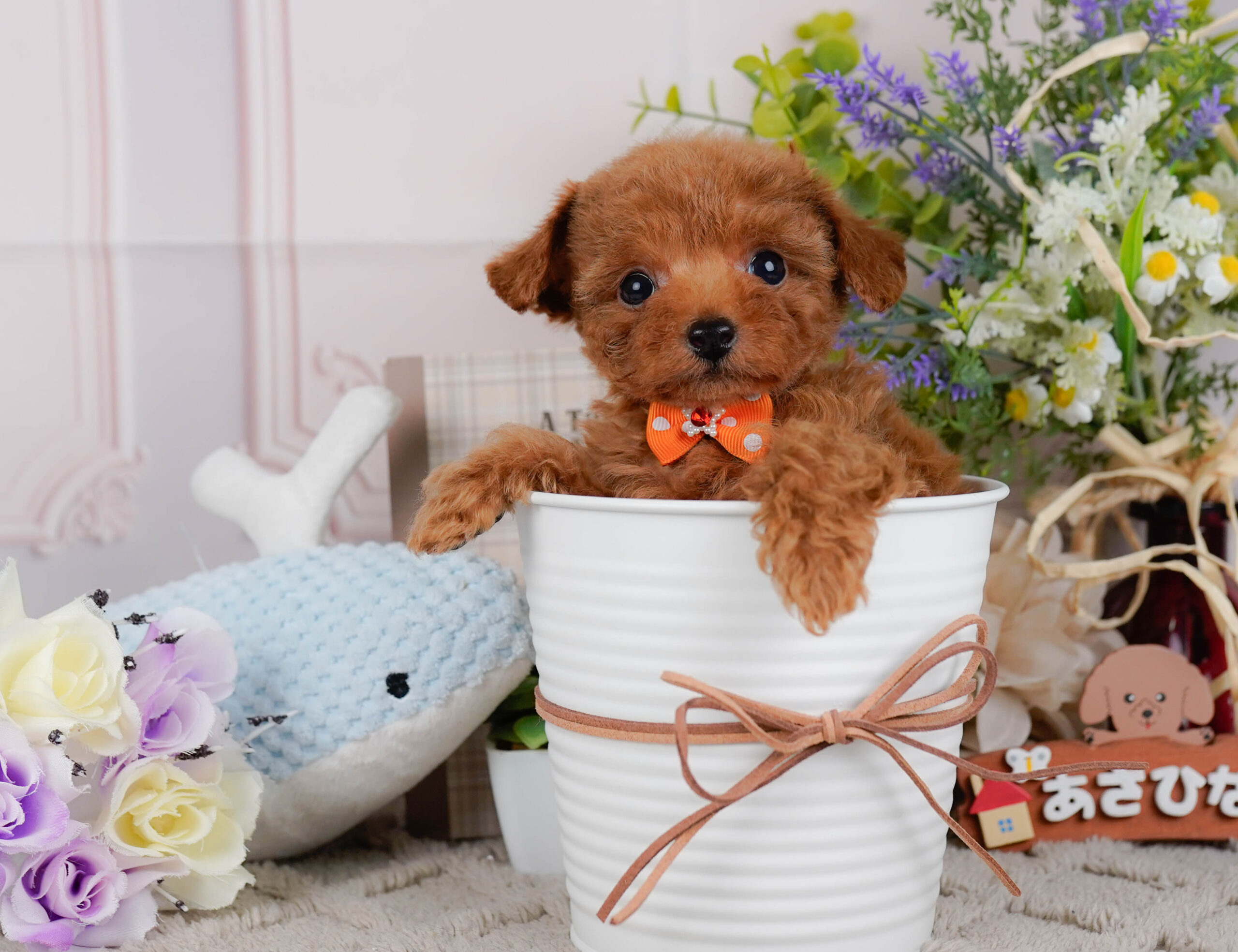 タイニー・プードル | 男の子 | レッド | 2026年1月15日