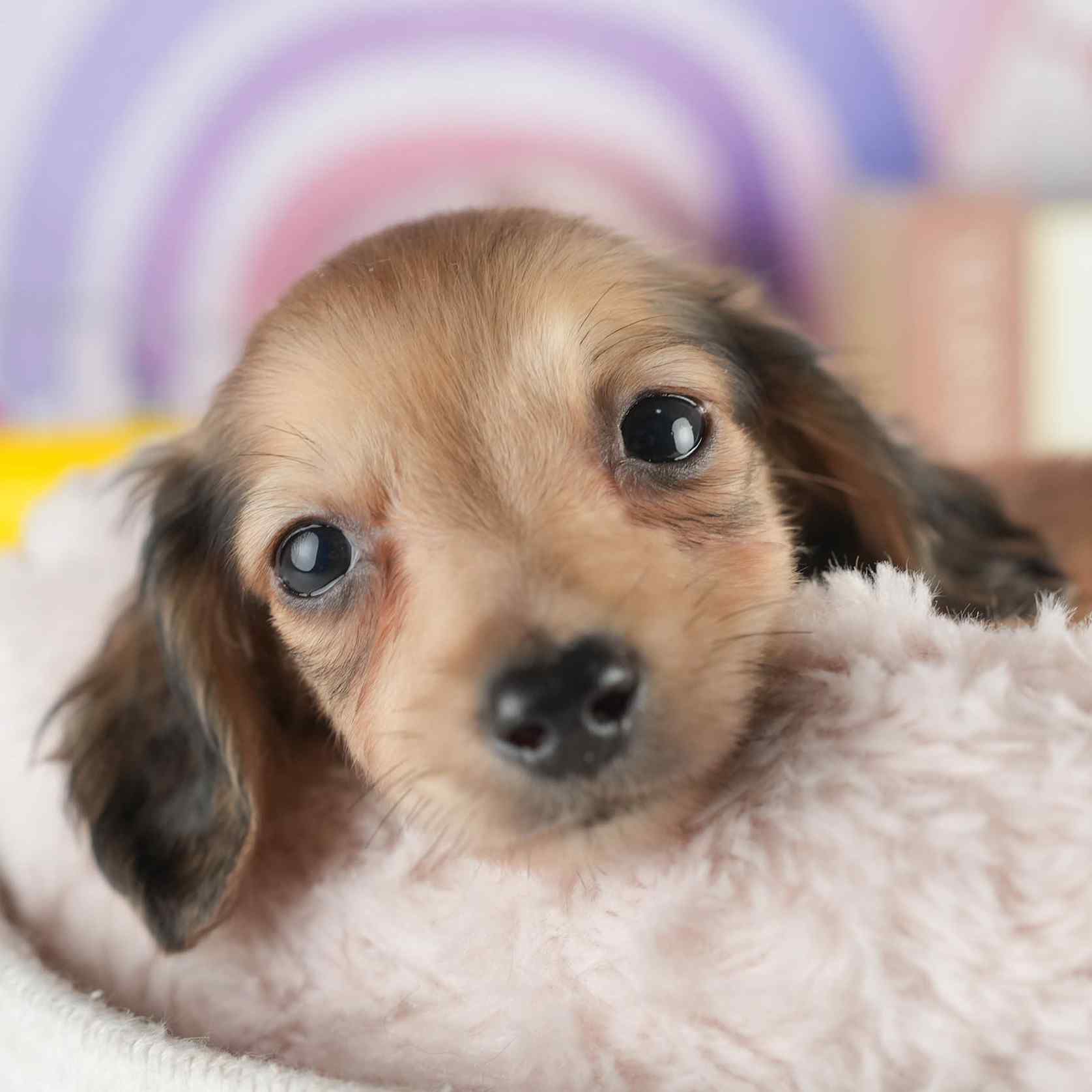 カニンヘン・ダックスフンド(ロング) | 男の子 | シェーデッドイエロー | 2026年1月15日