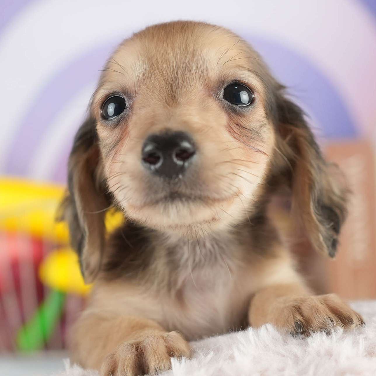 カニンヘン・ダックスフンド(ロング) | 男の子 | シェーデッドイエロー | 2026年1月15日