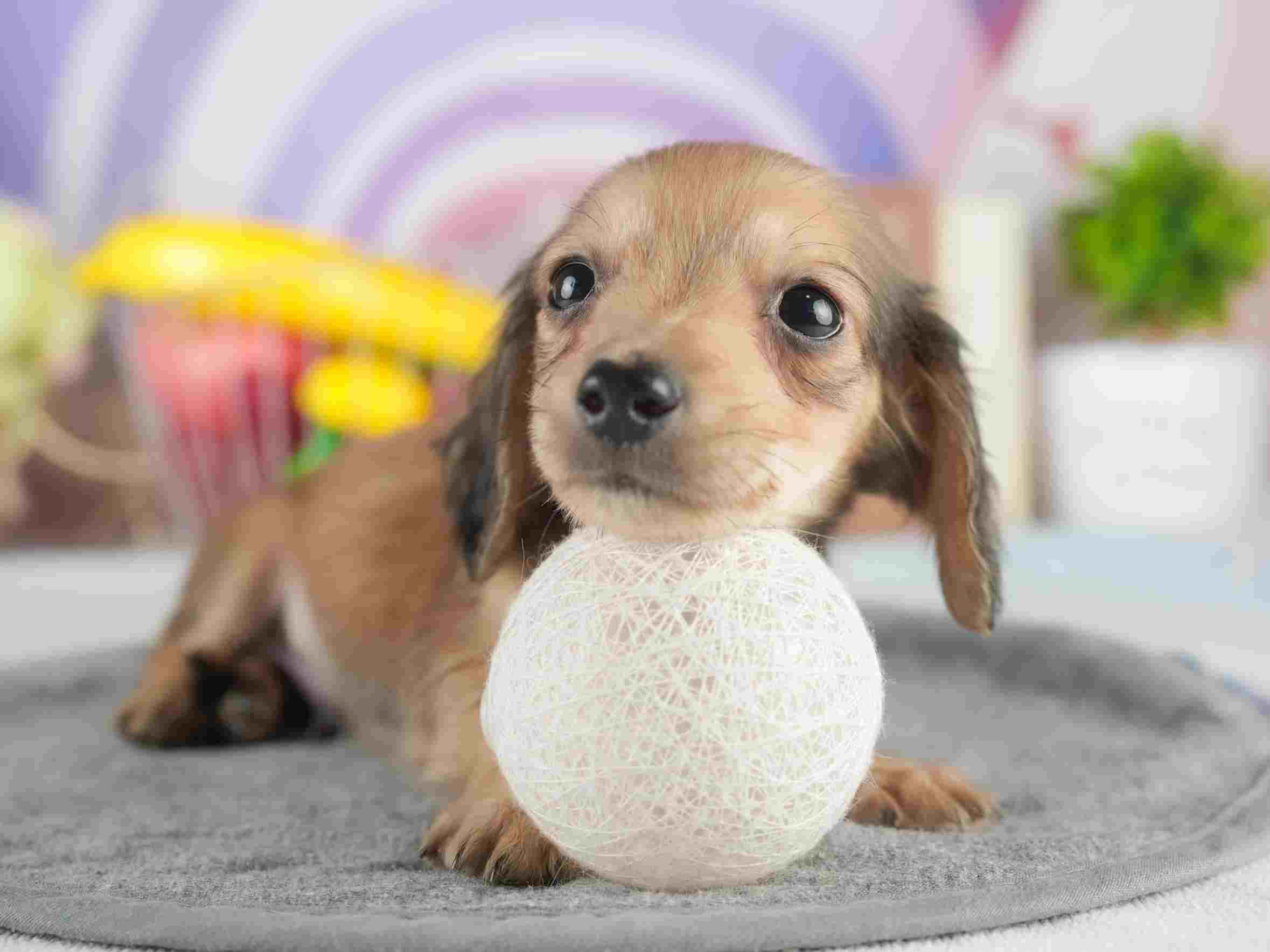 カニンヘン・ダックスフンド(ロング) | 男の子 | シェーデッドイエロー | 2026年1月15日